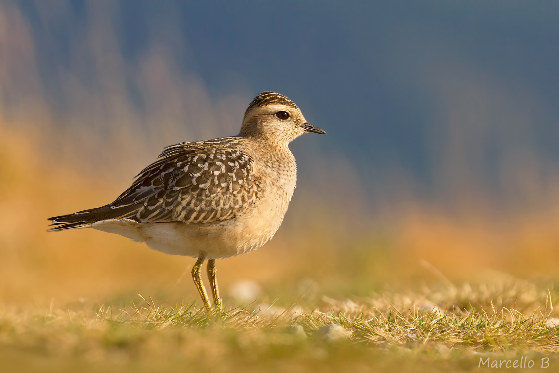 Dotterel.