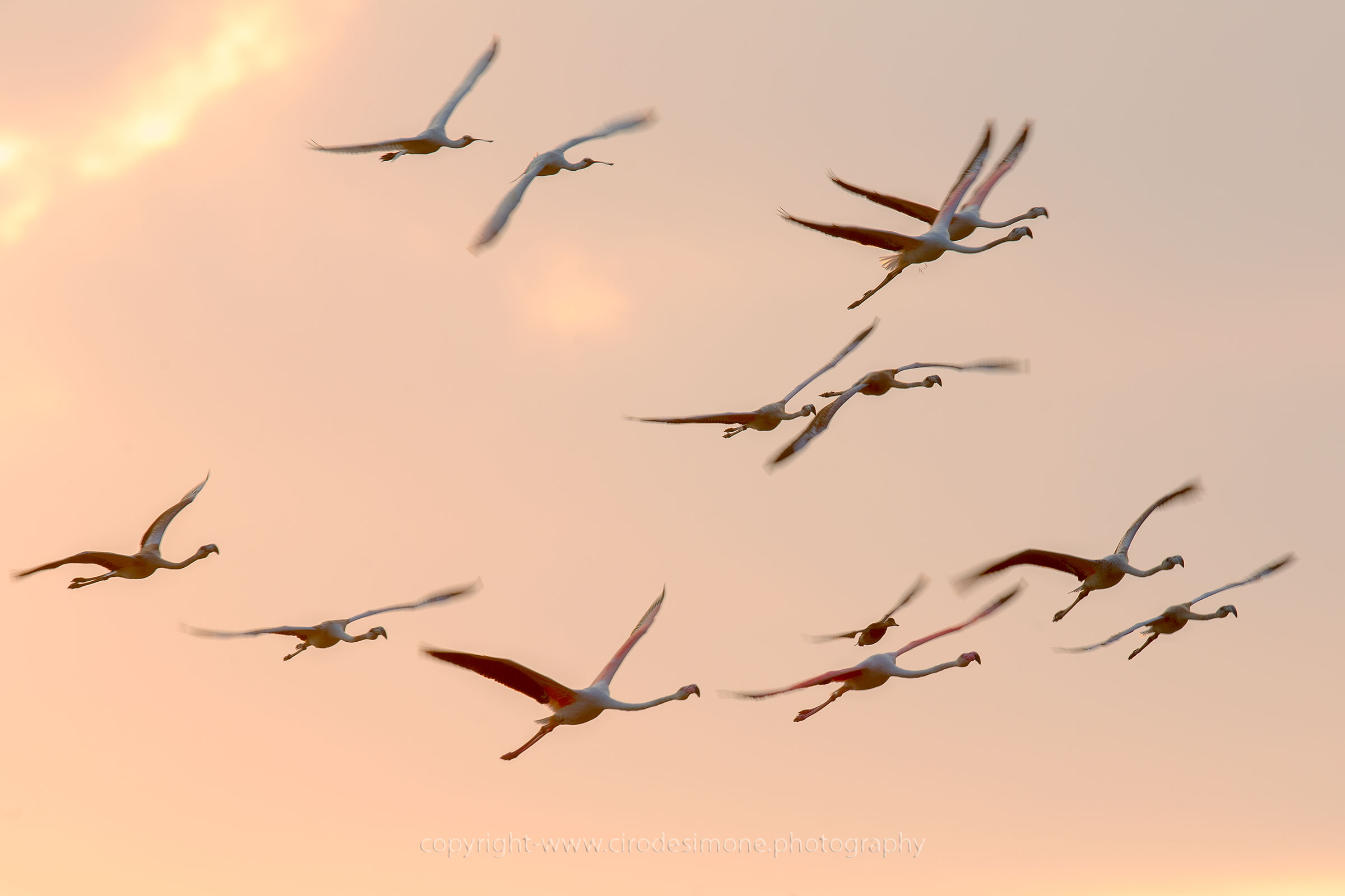 Fenicotteri e spatole