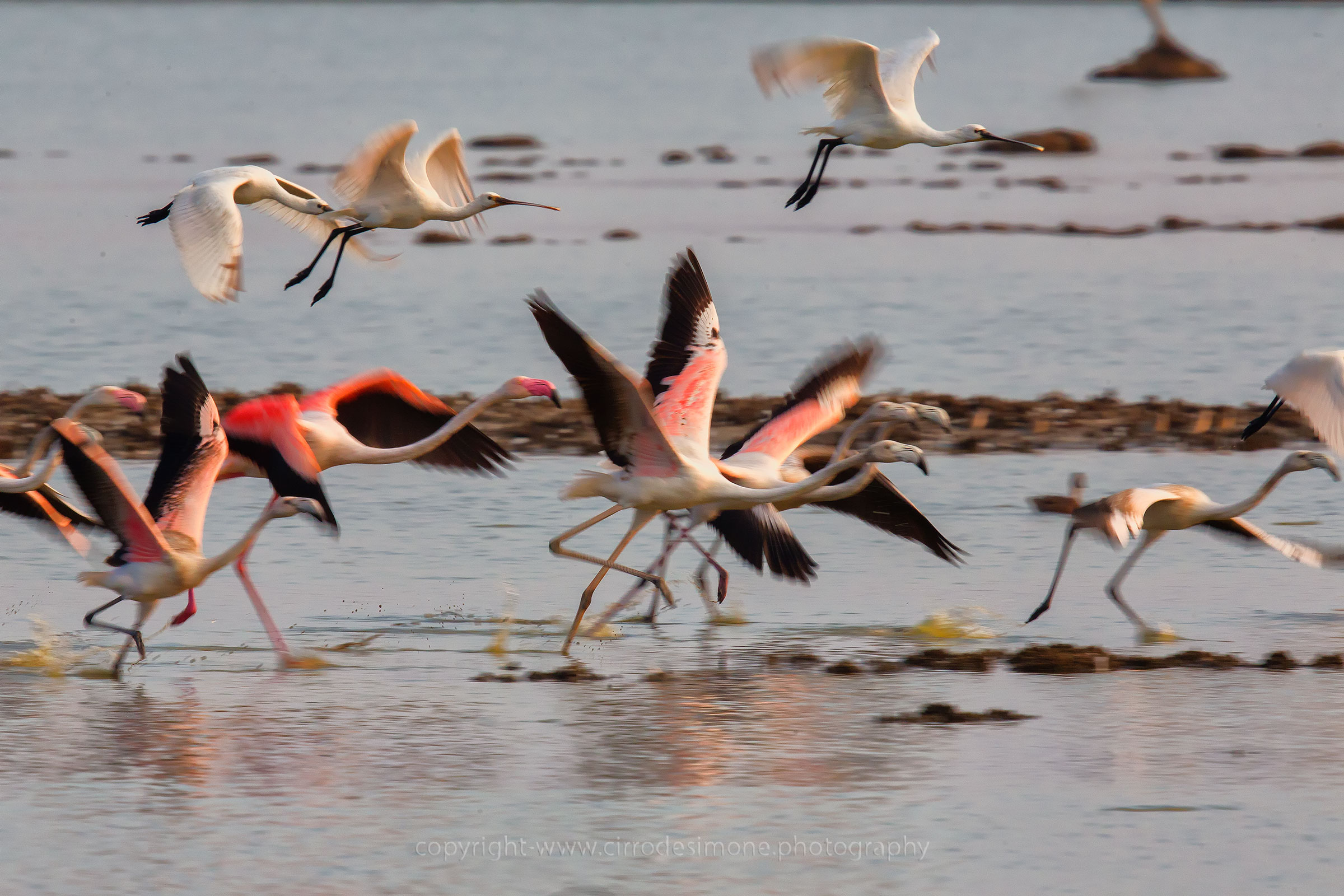 Fenicotteri e spatole