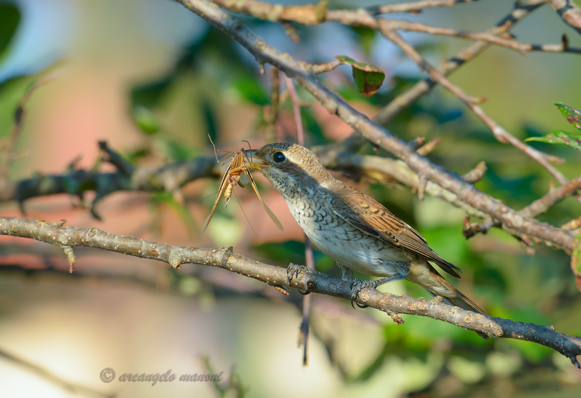 Quel grande predatore dell'averla