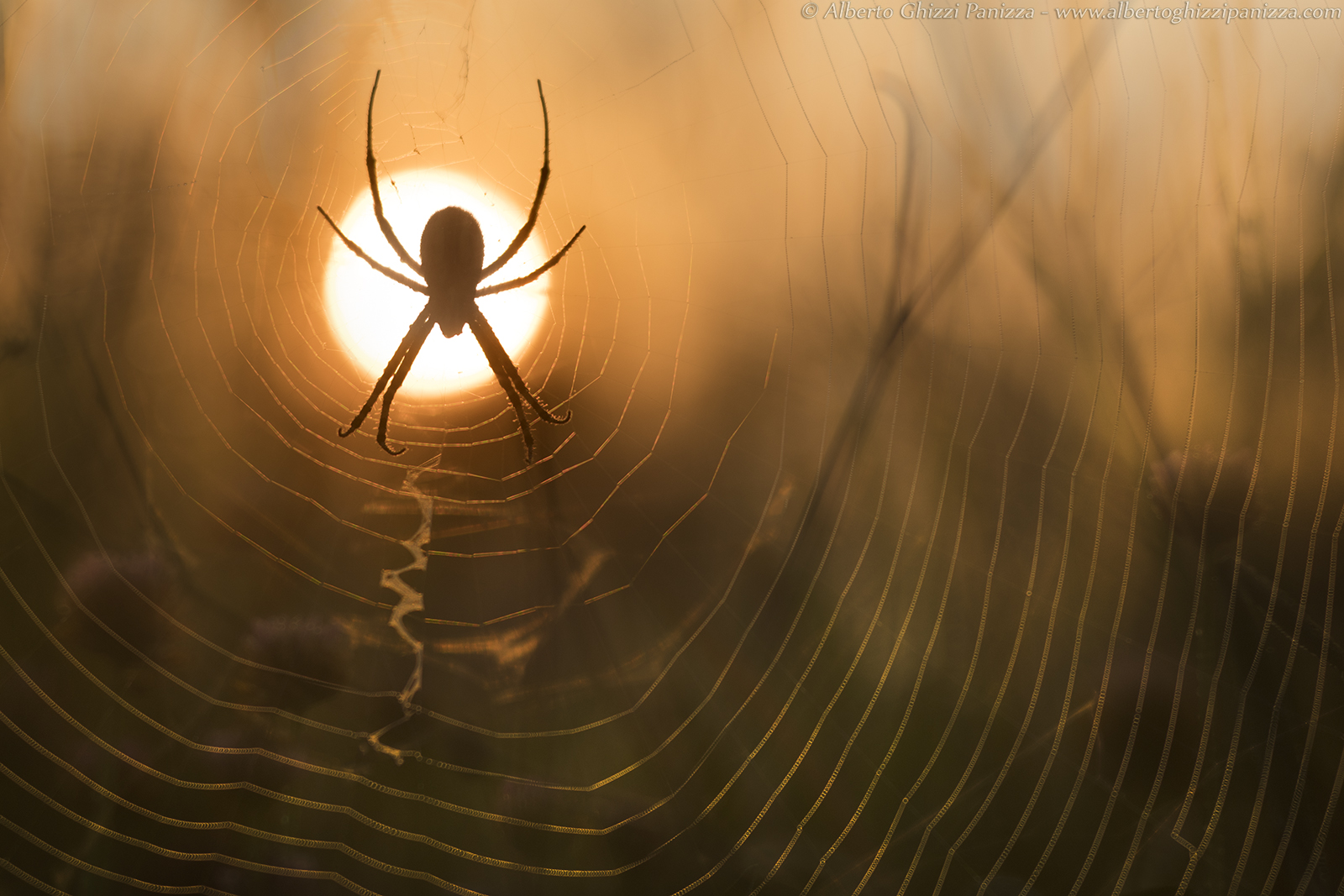 A spider web on the sun