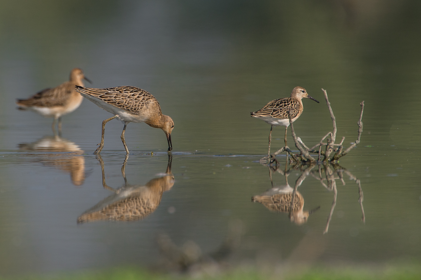 curlews