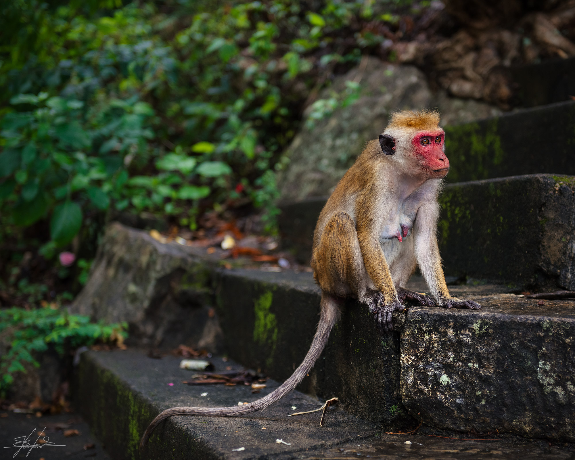 Torque Macaque posing