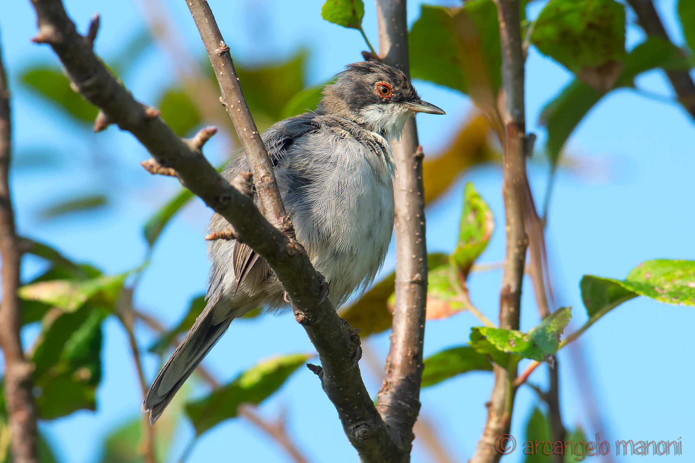 Warbler to be sent to the hairdresser