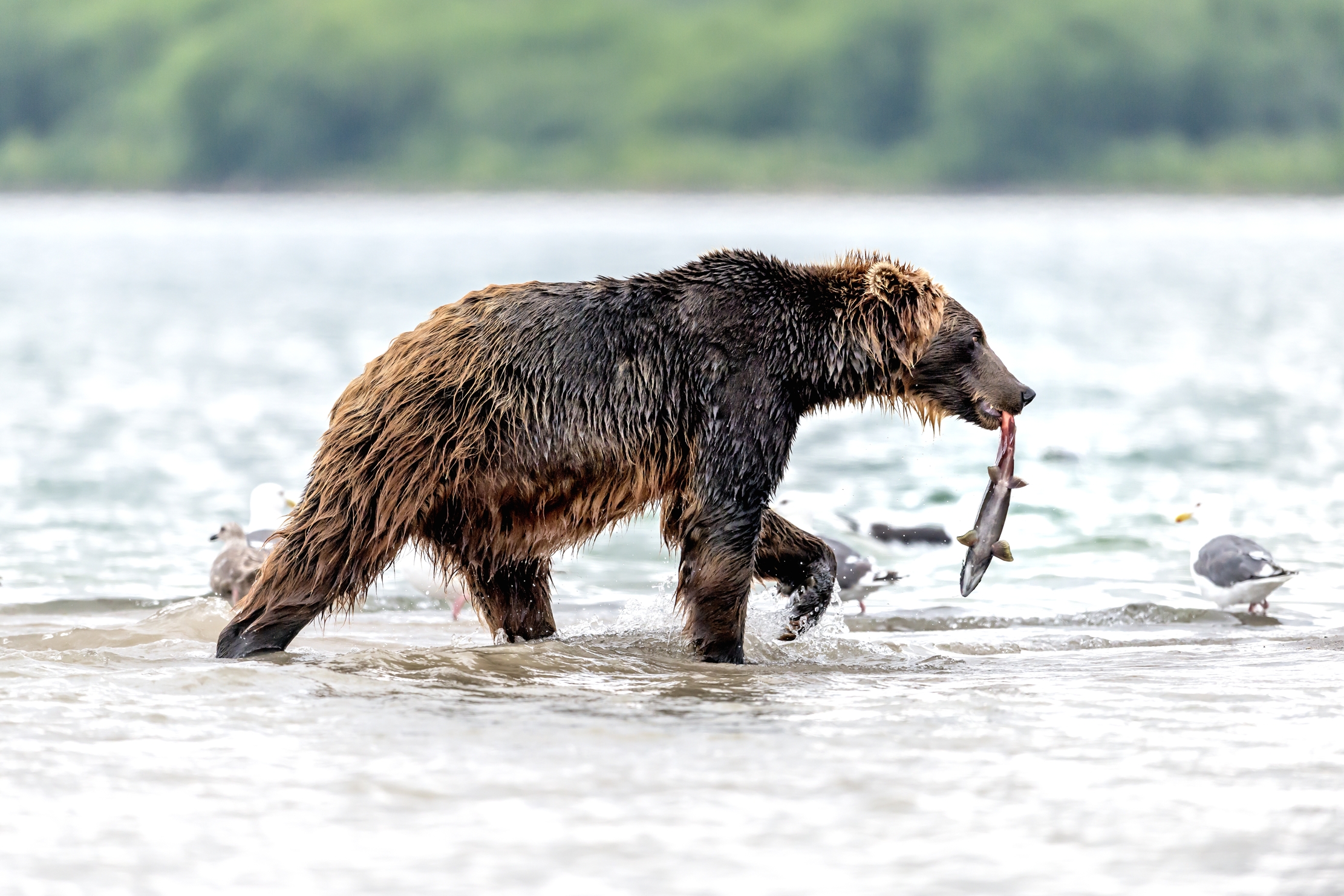 Kamchatka 2016 - Profili