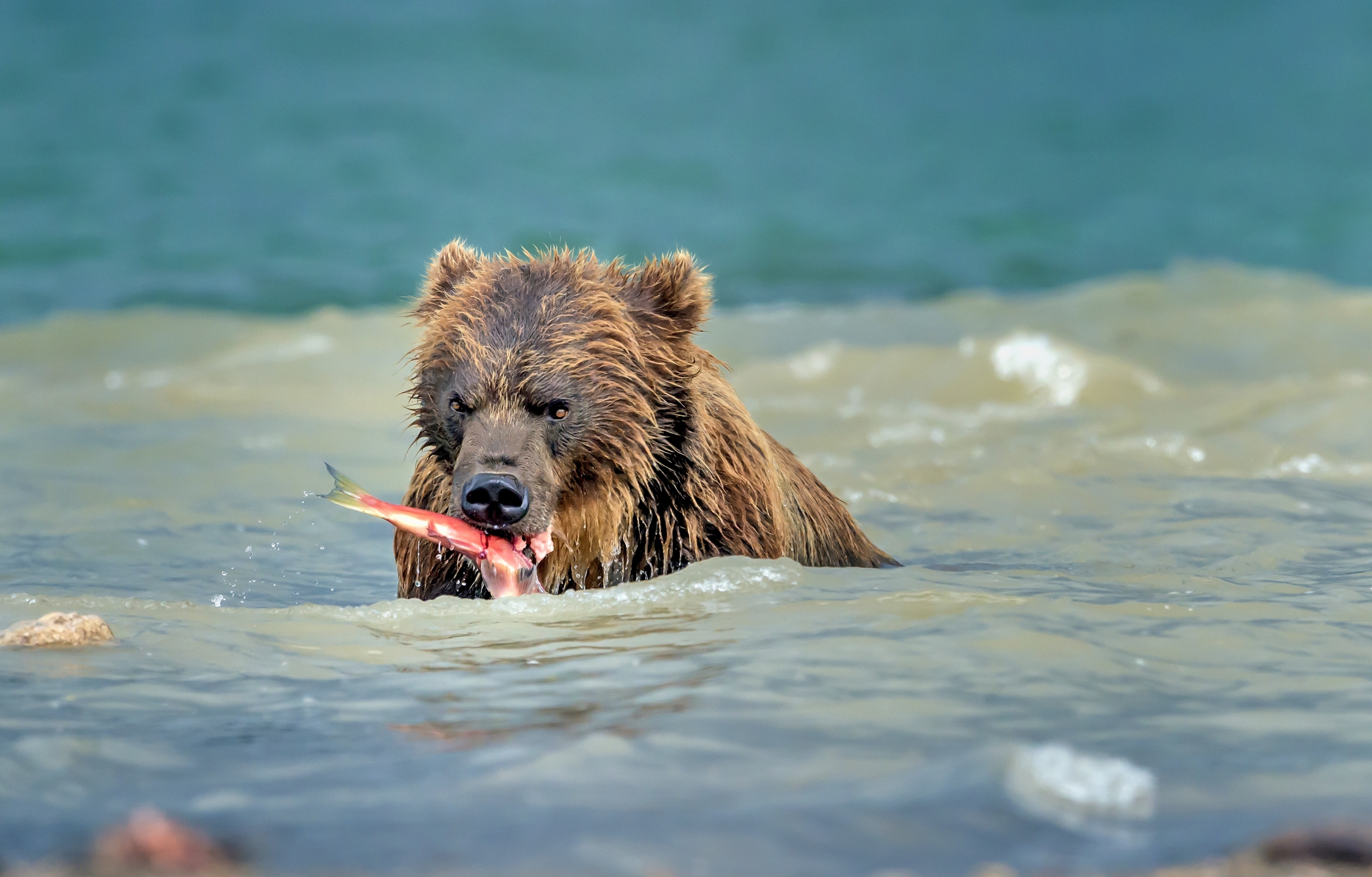 Kamchatka 2016 - Tra le onde del lago