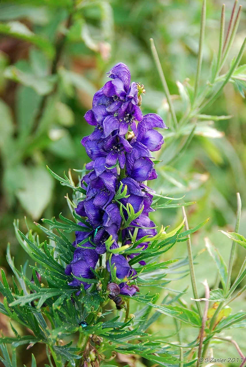 Aconitum Nepellus
