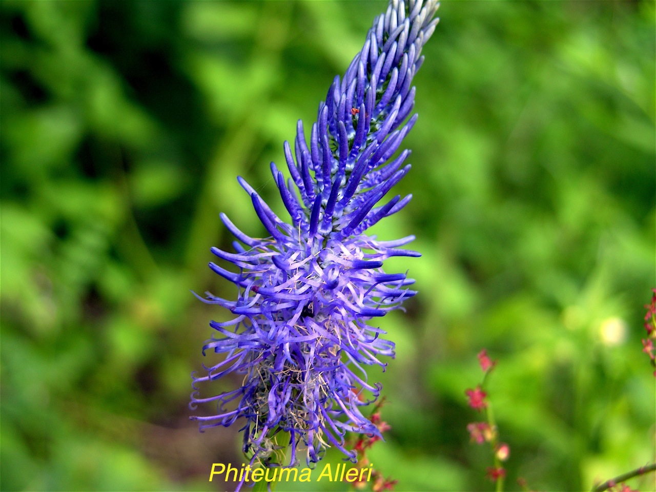 Phiteuma Alleri