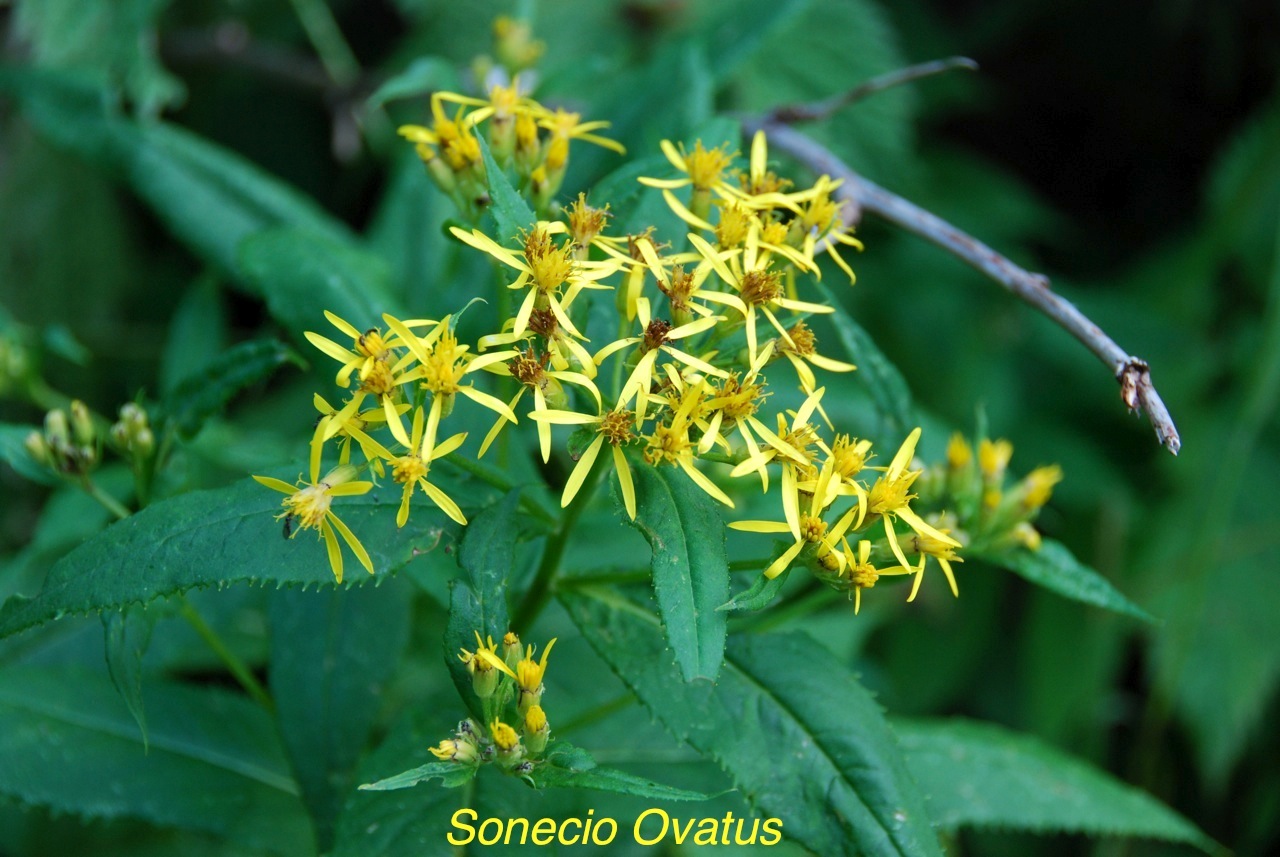 Sonecio ovatus