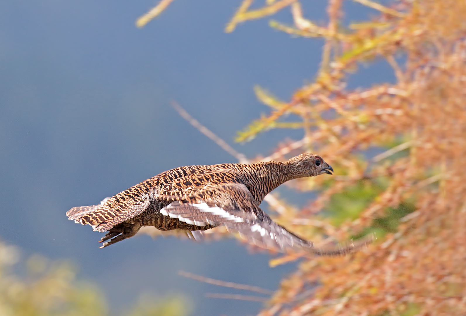 Femmina di Fagiano di monte