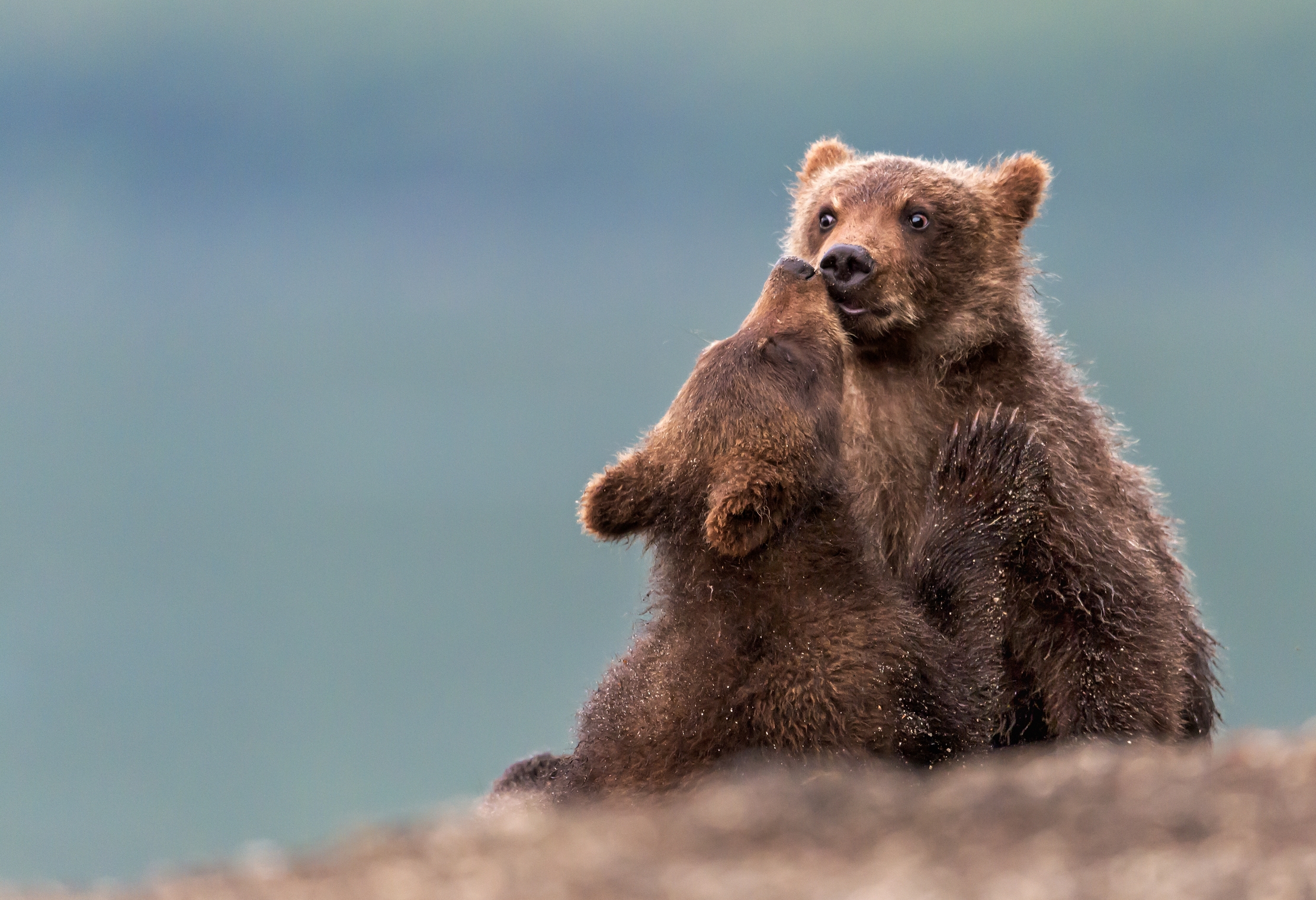 Kamchatka 2016 - Cub