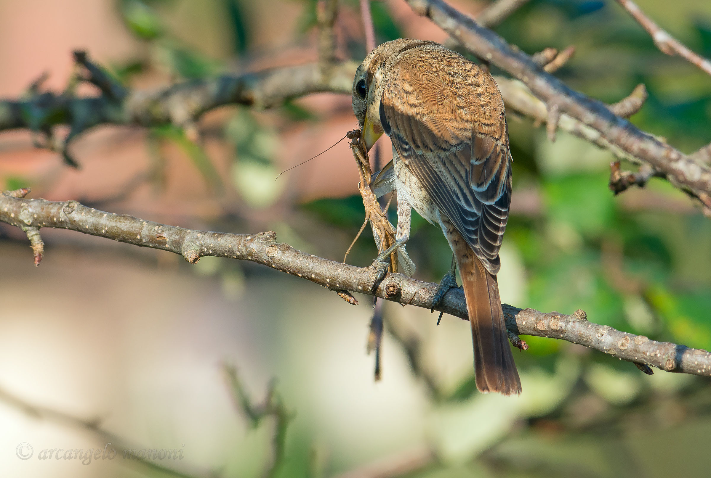 Attacco alla mantide