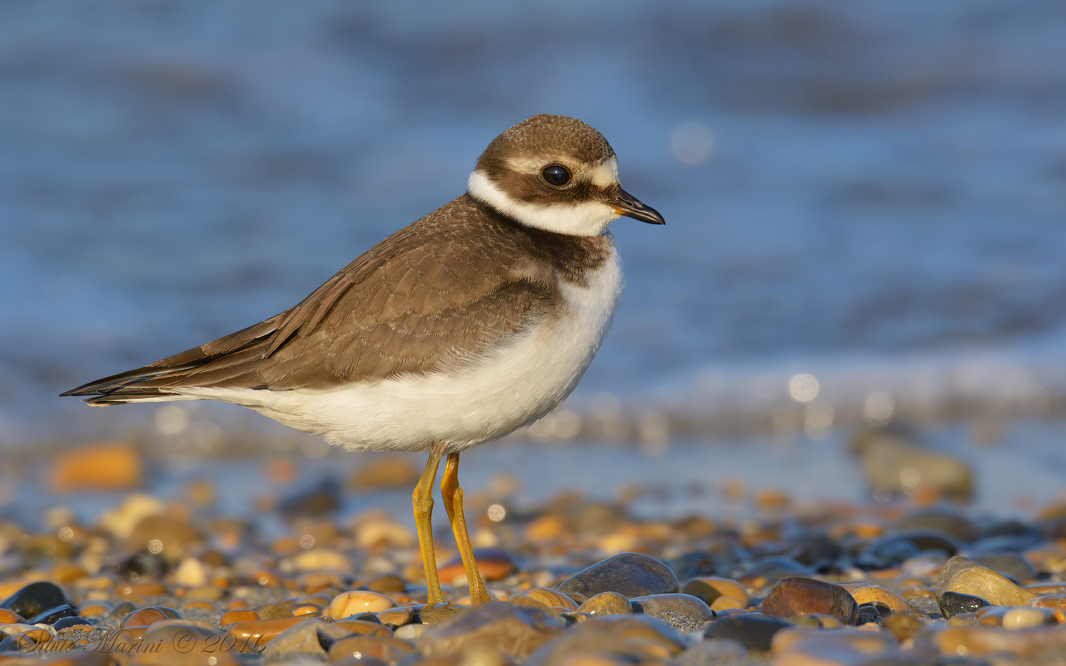 Coriere grosso (Charadrius hiaticula)