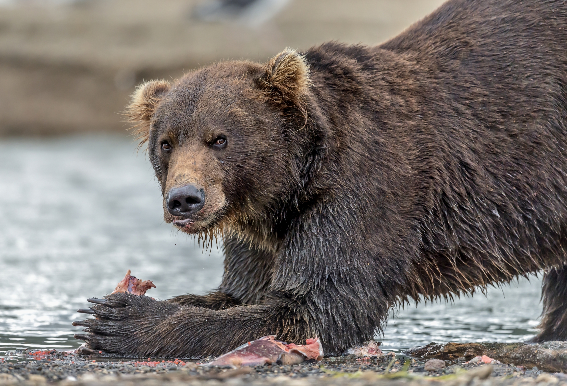 Kamchatka 2016 - Mio!!