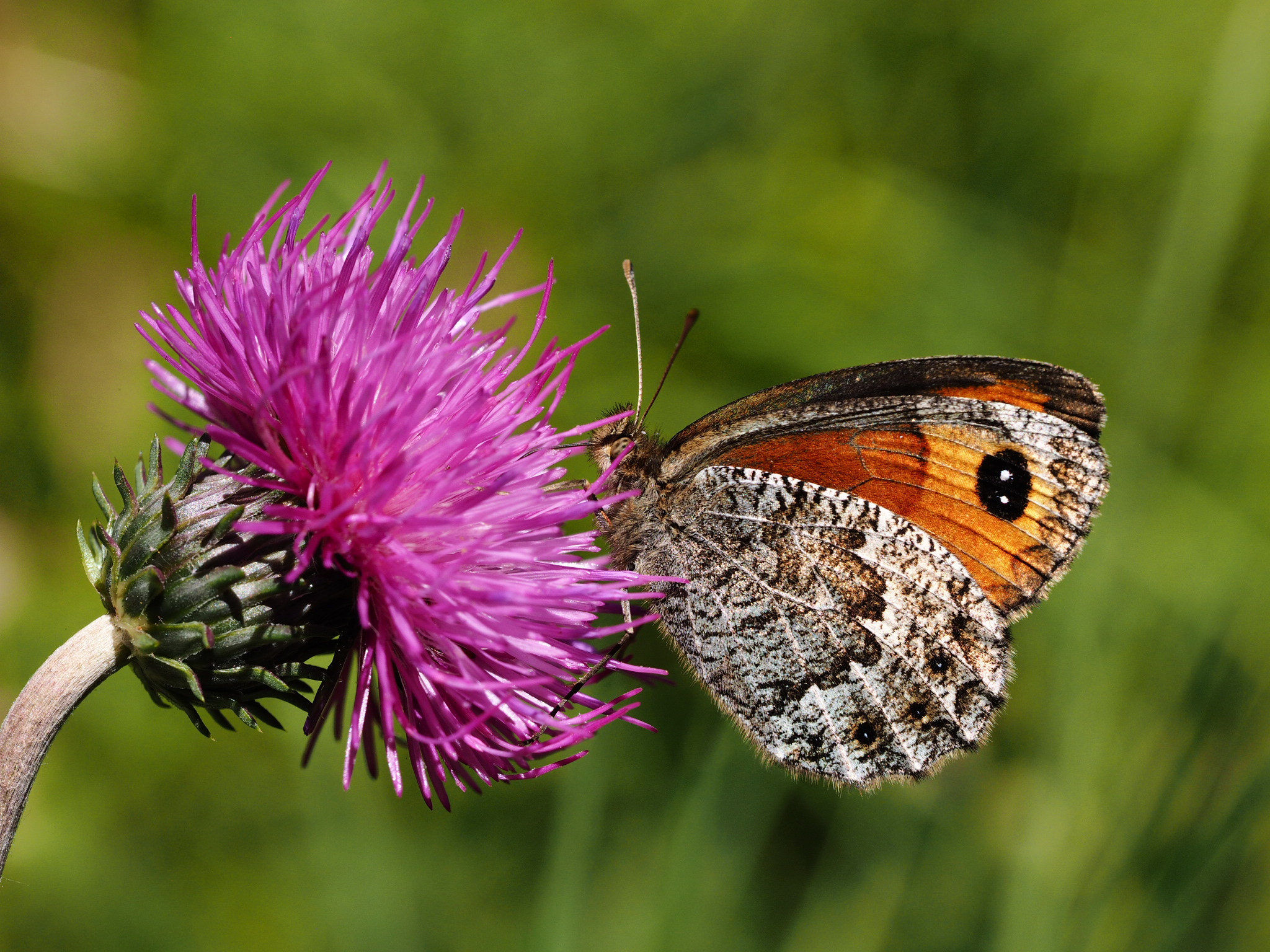 Erebia Montana