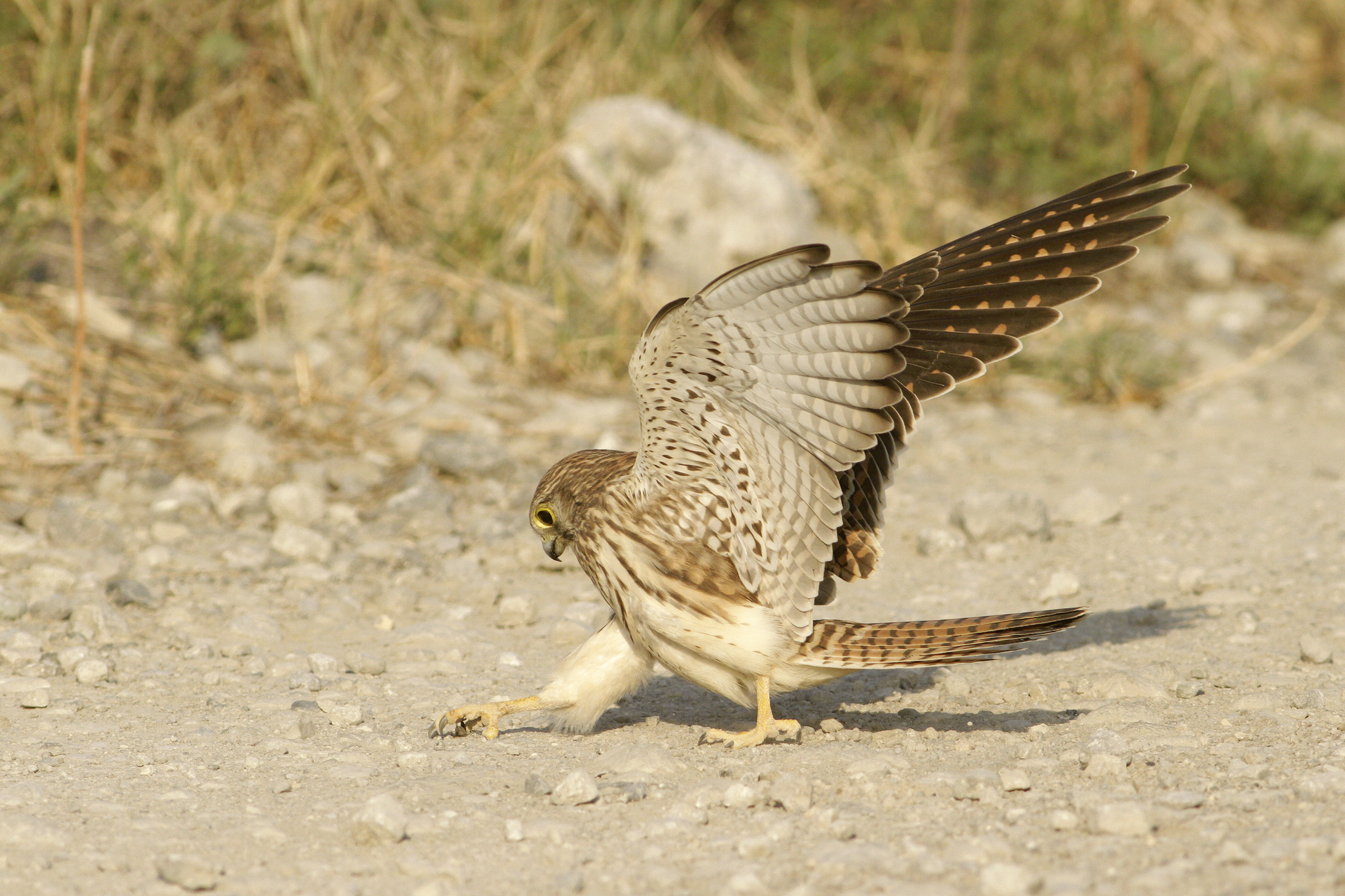 Kestrel juv VS cricket
