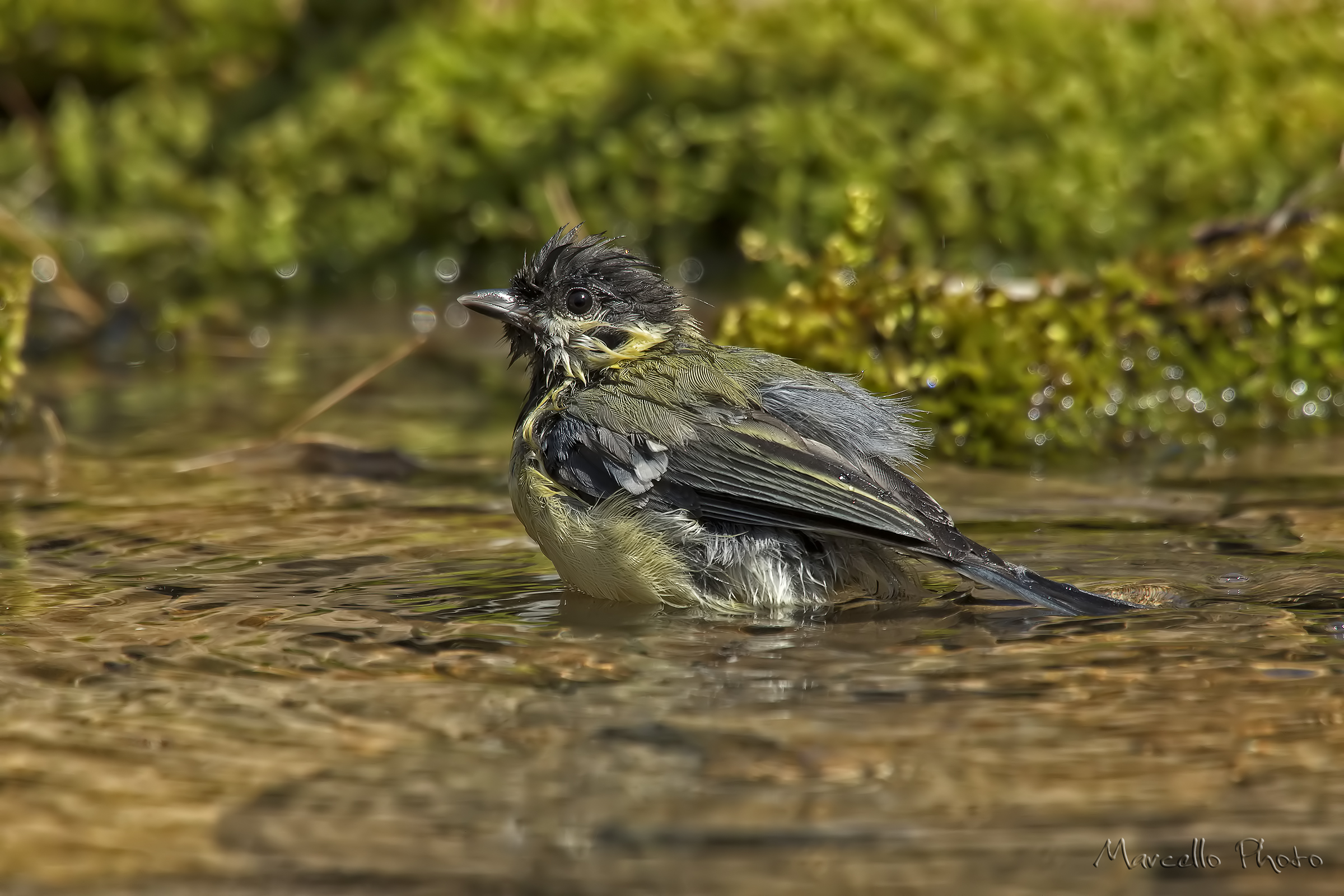 Cinciallegra al bagno