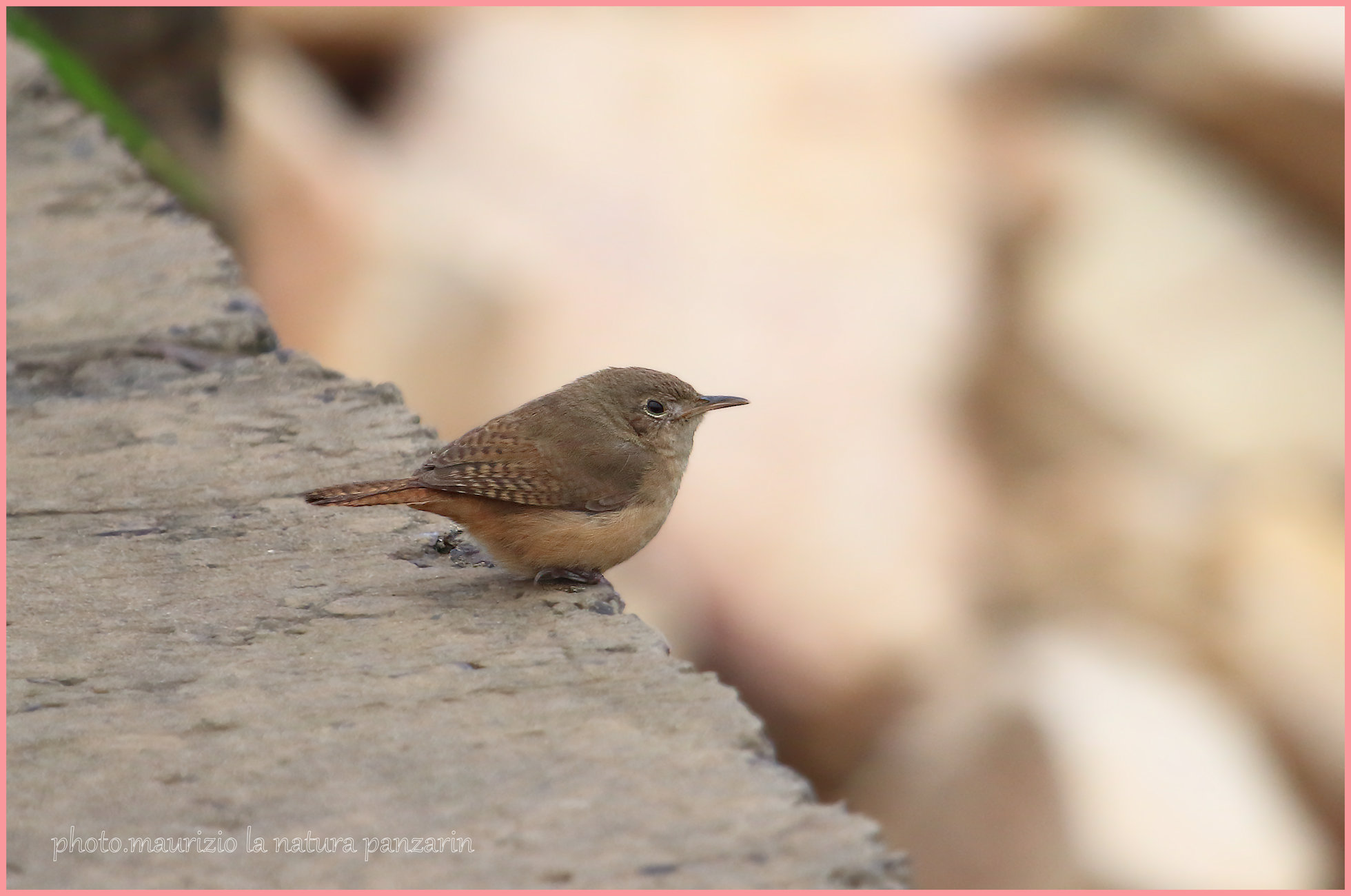 wren
