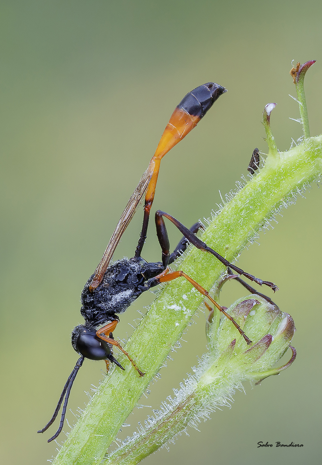 Ammophila sp Specidae.