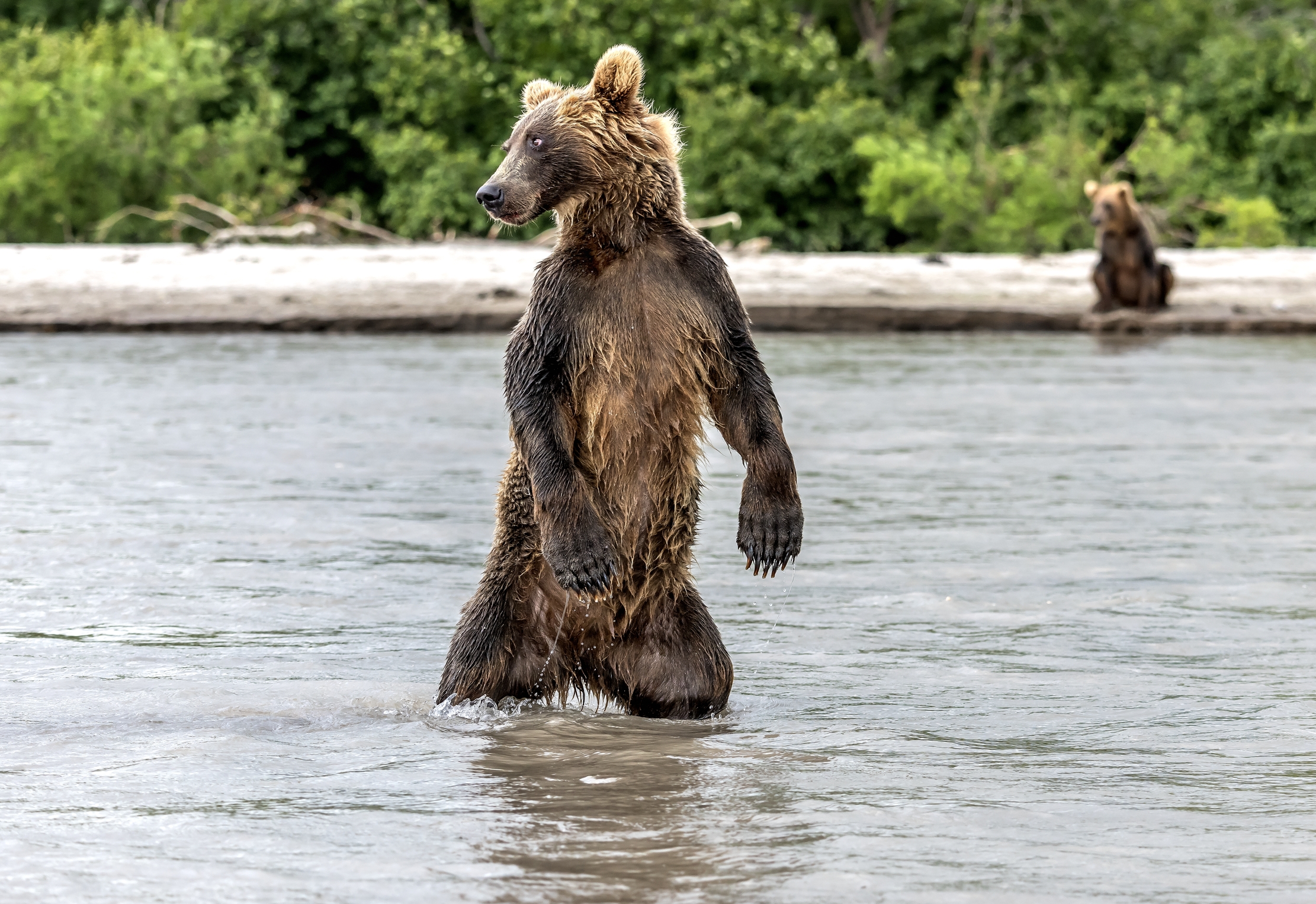 Kamchatka 2016 - Bipede a caccia