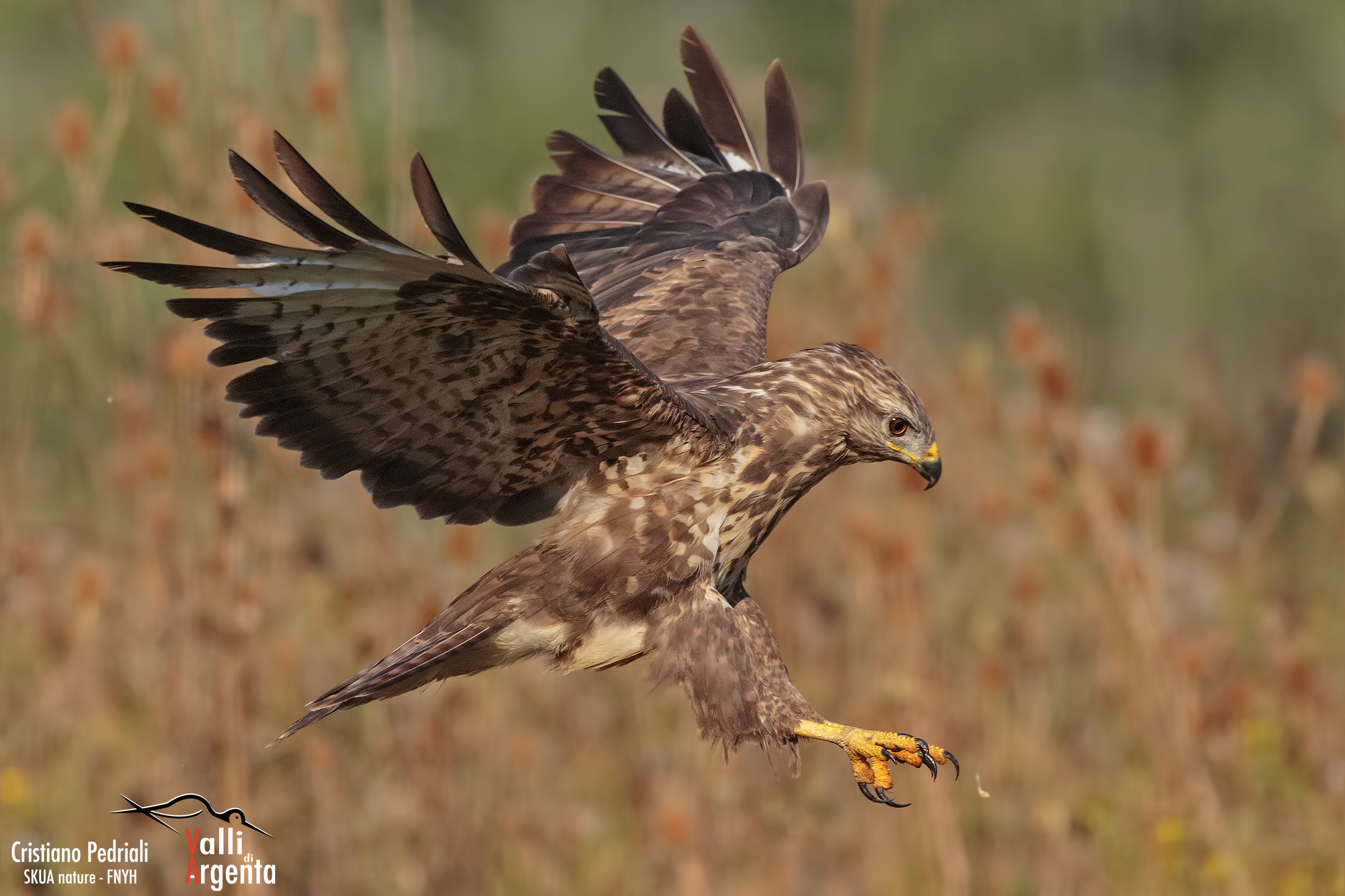 Poiana in volo con sfondo di cardi...
