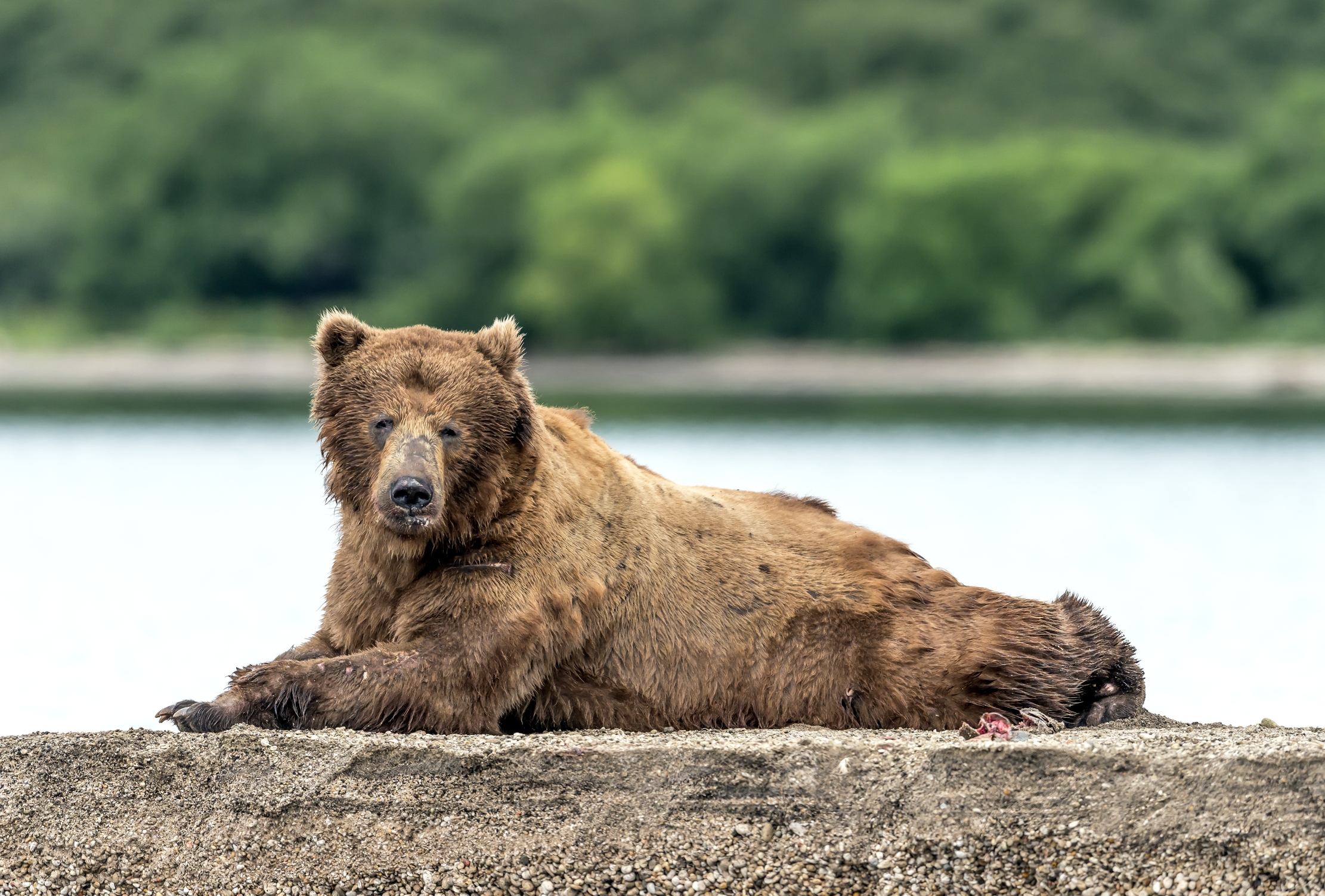 Kamchatka 2016 - Il riposo del grande maschio dominante