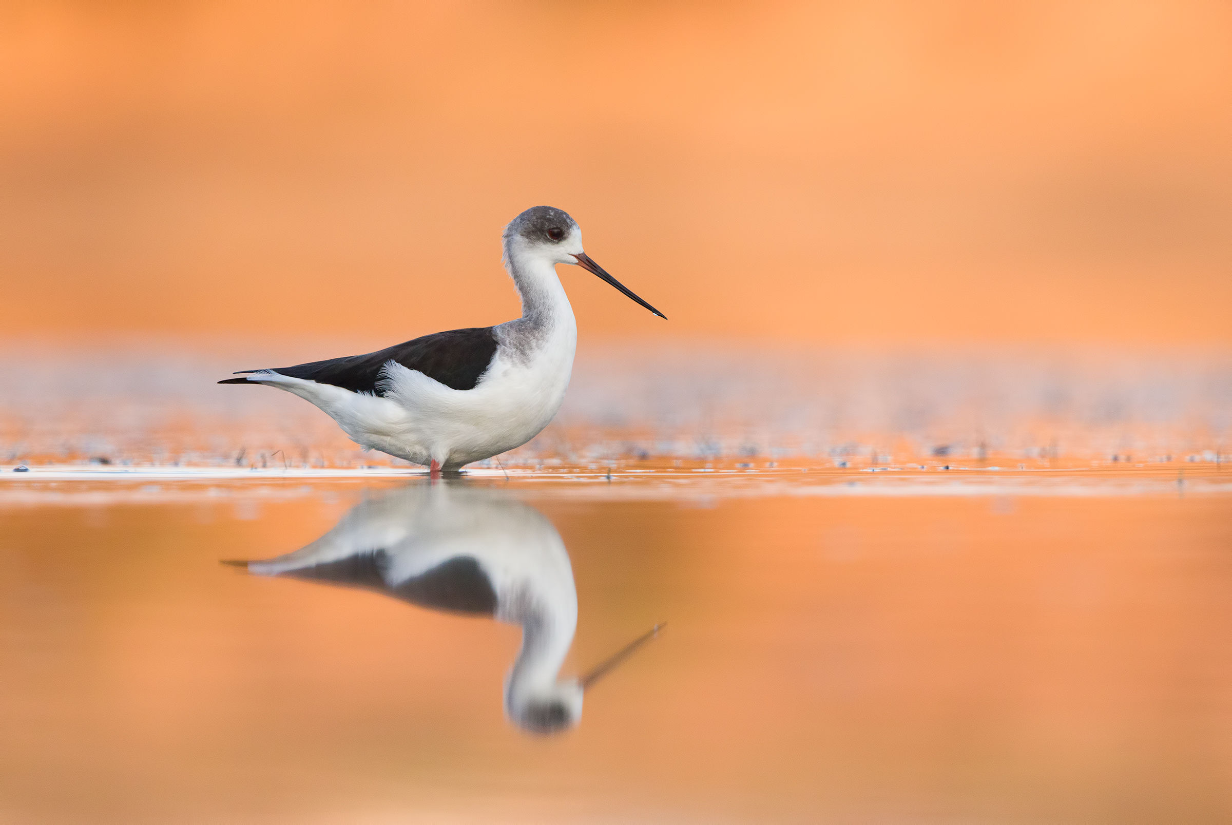 Cavaliere d' Italia alle prime luci