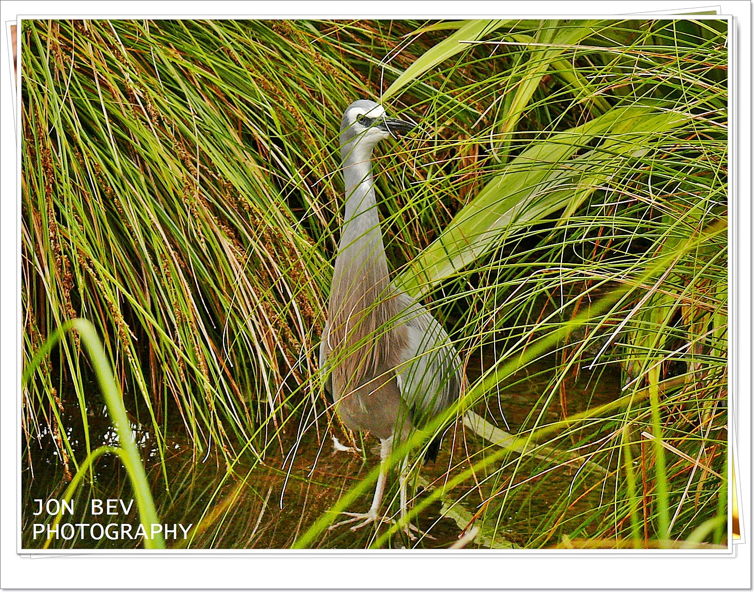 hiding in the reeds.