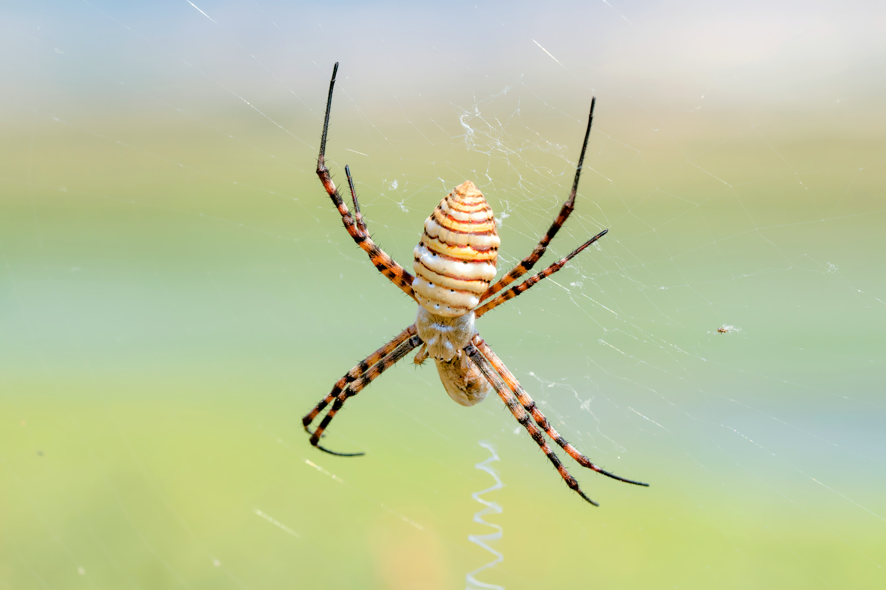 Argiope trifasciata (wasp spider)