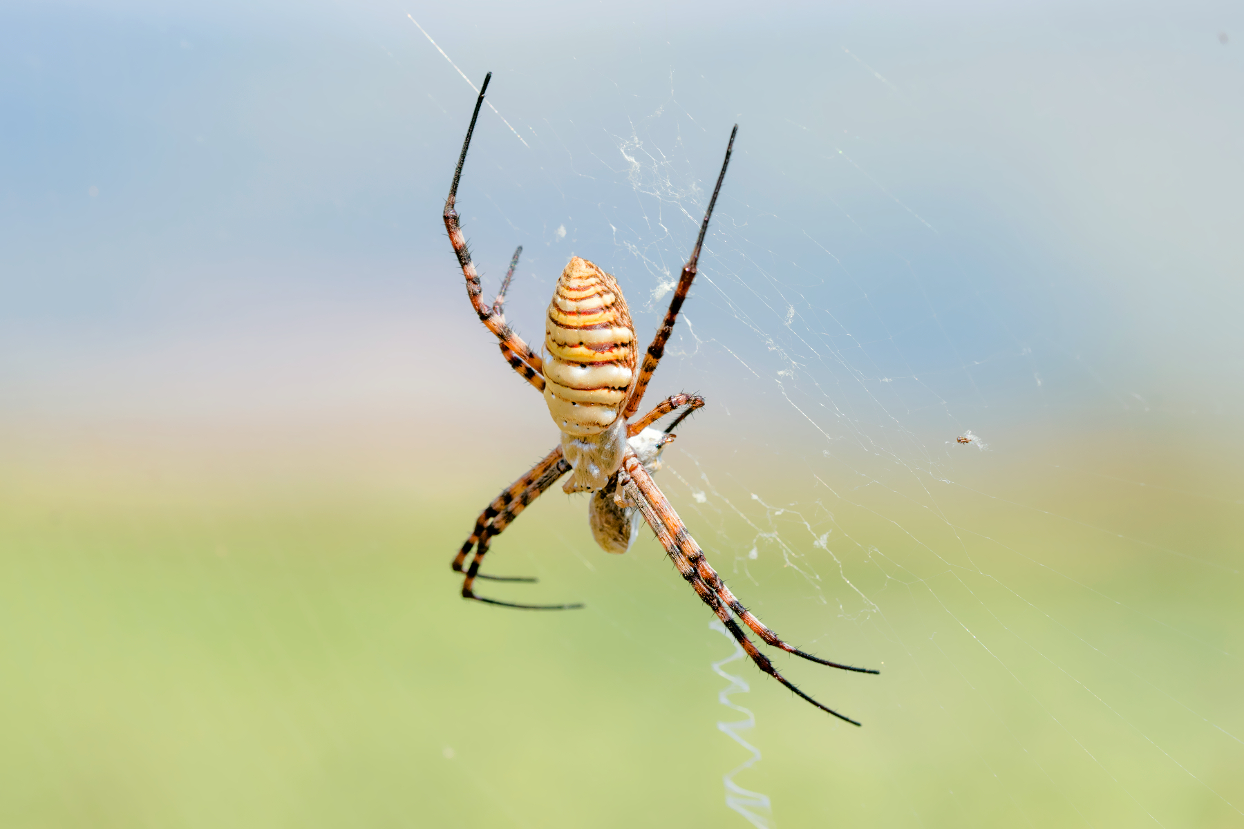 Argiope trifasciata (wasp spider)