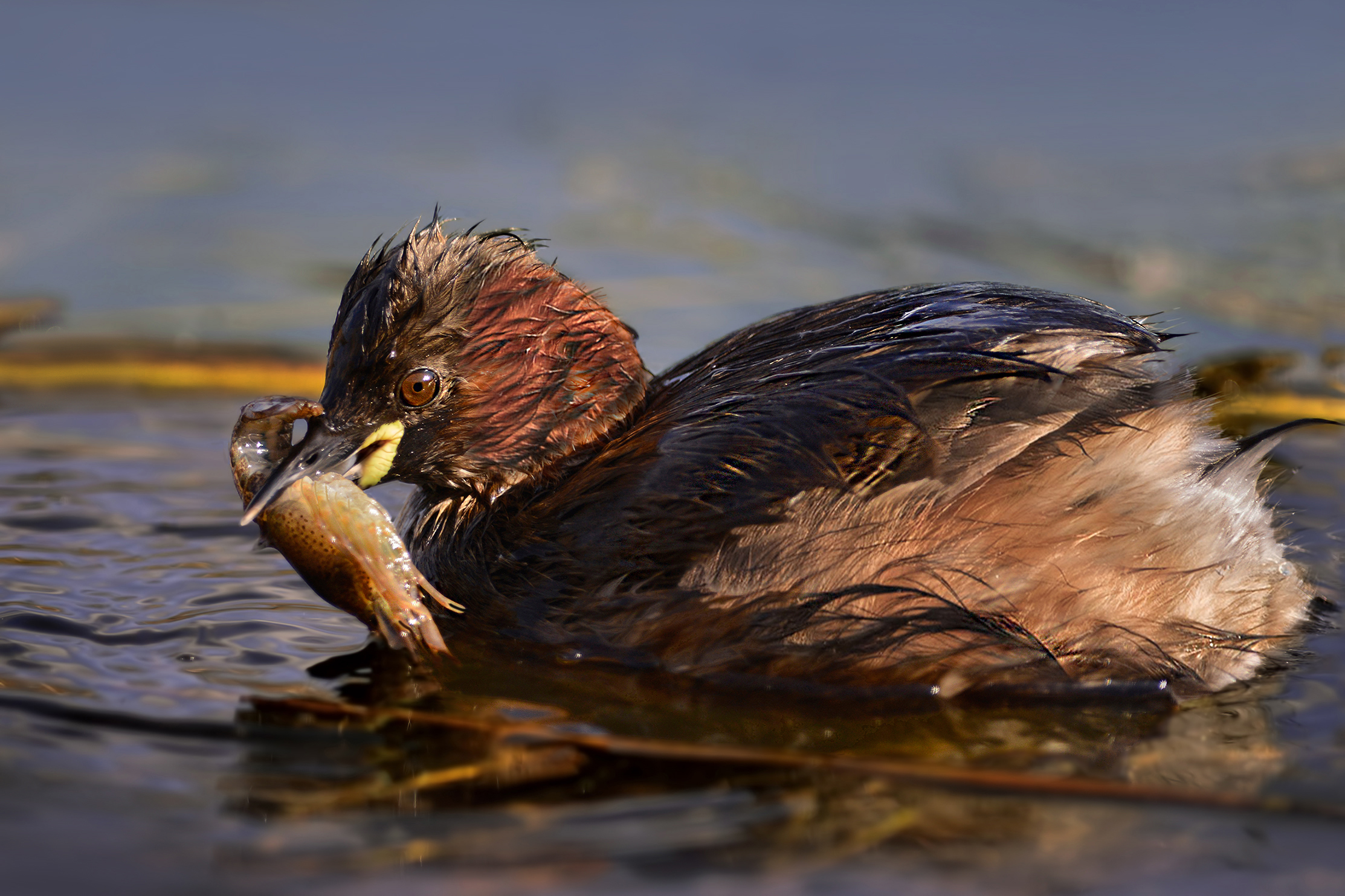 gamberetti per pranzo
