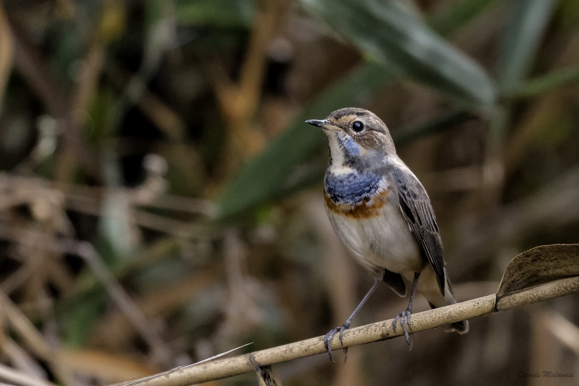 Bluethroat