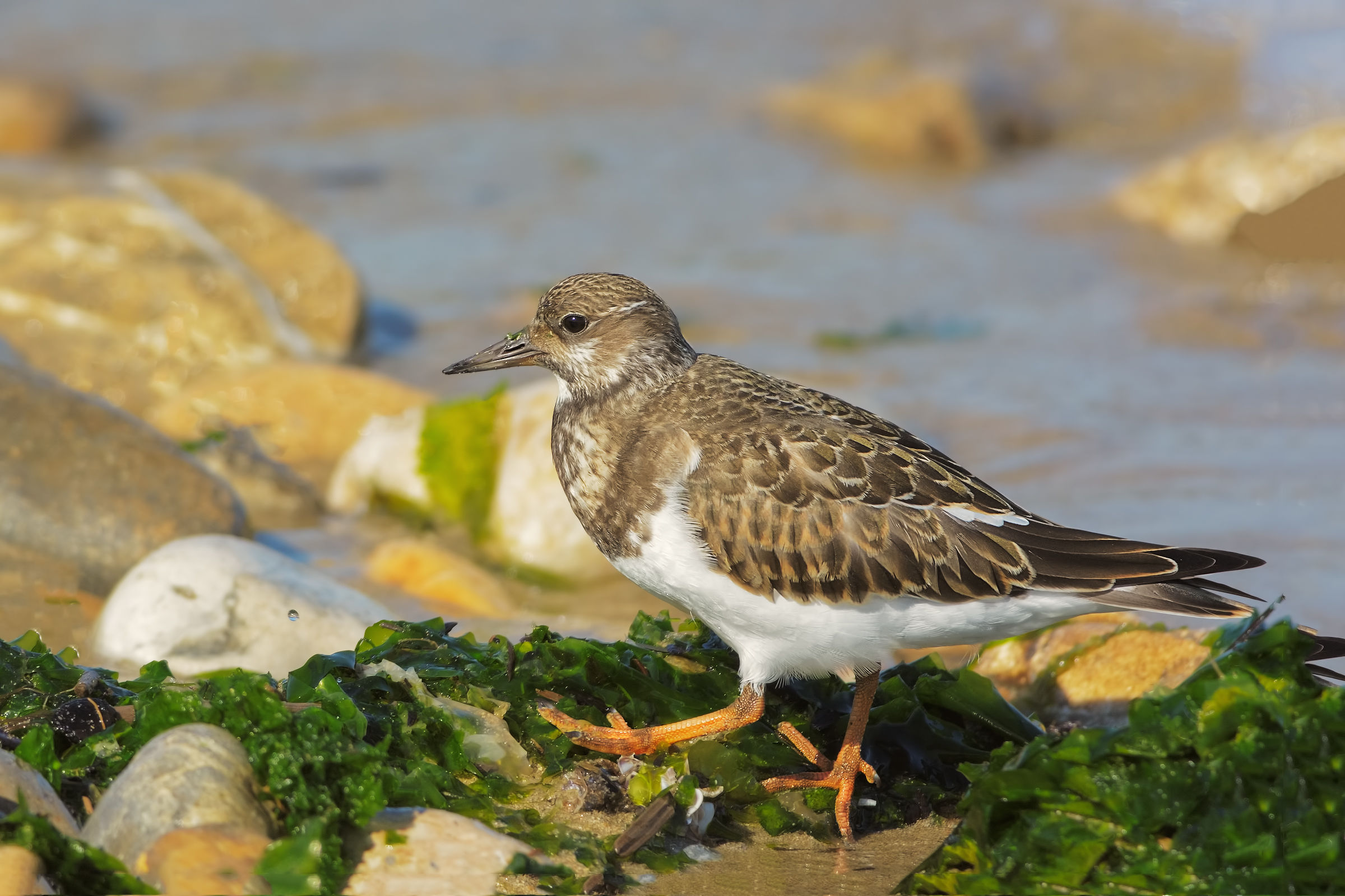 Ruddy Turnstone (Arenaria interpres)