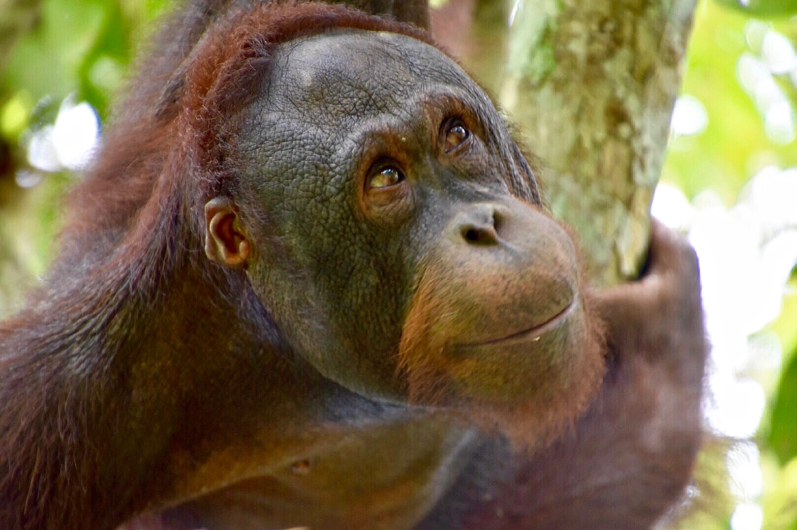 Orangutan, Sepilok