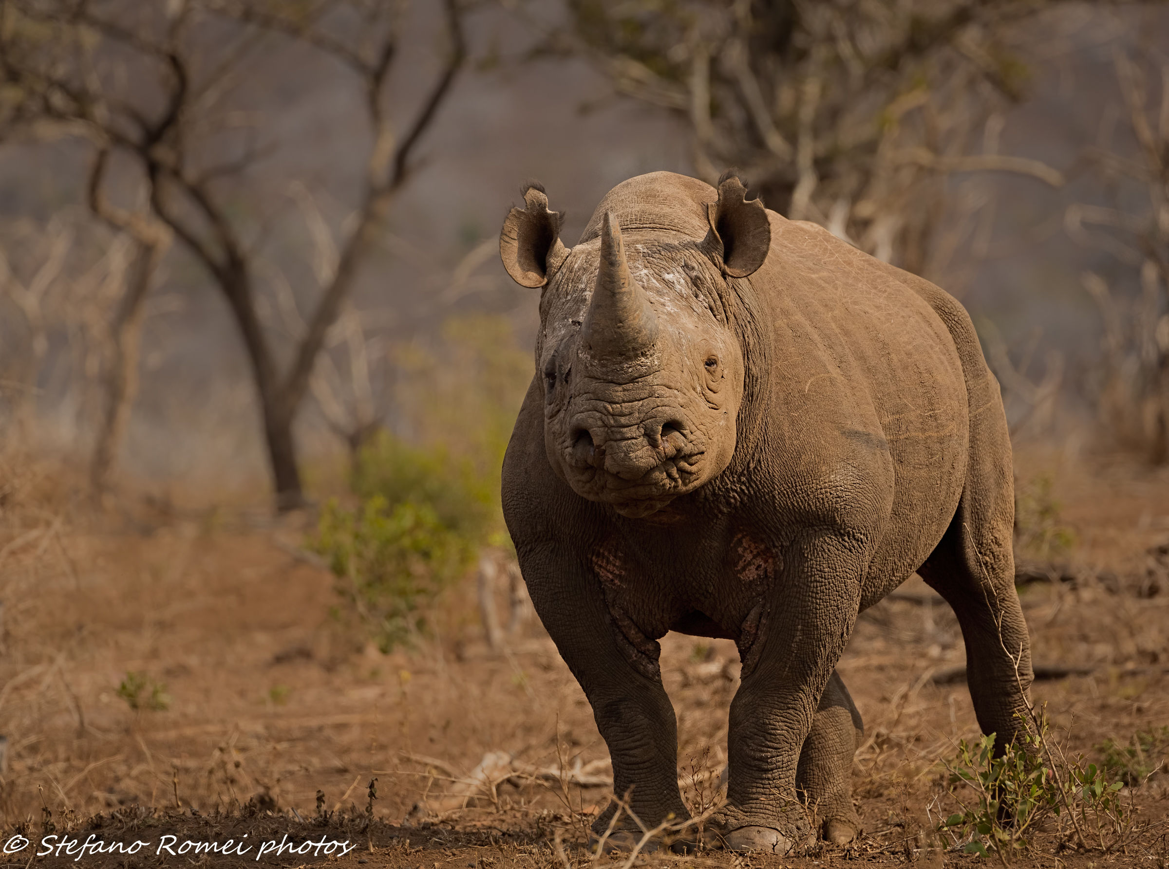 blacky, the true big five