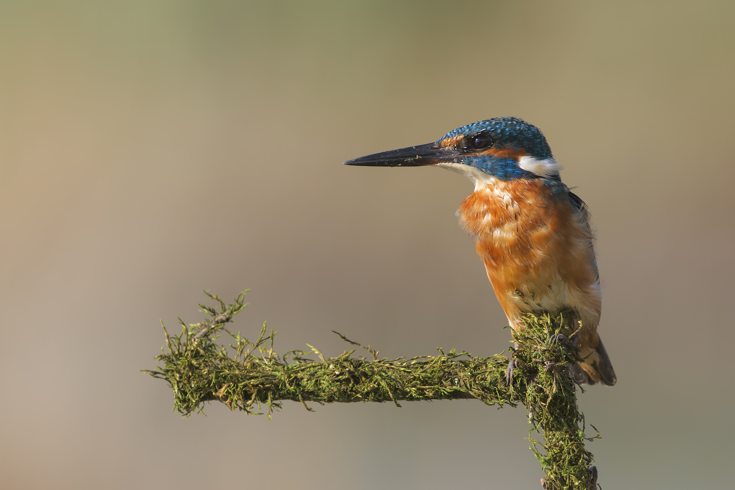 Kingfisher