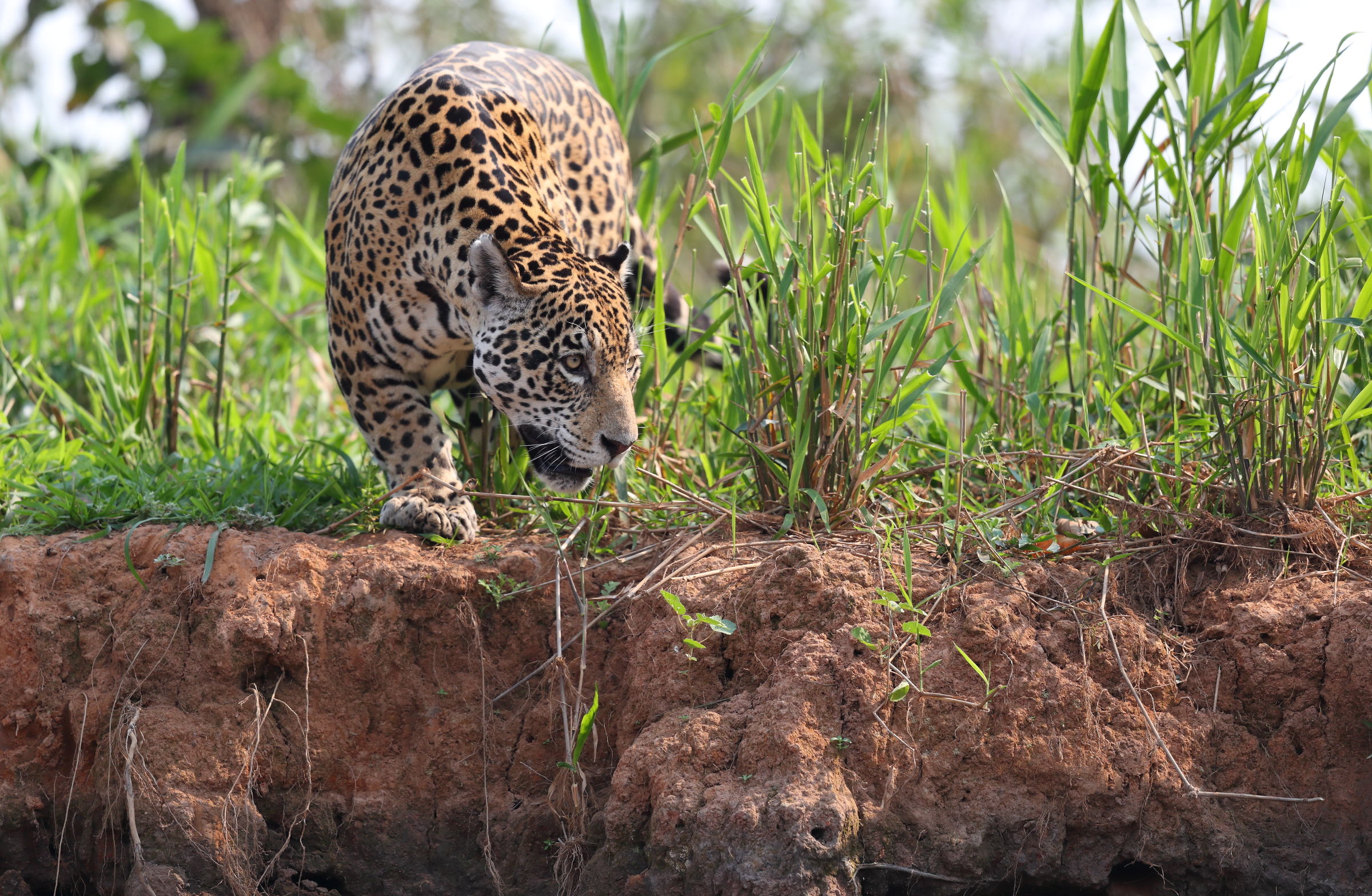 Wild Riverbanks ....