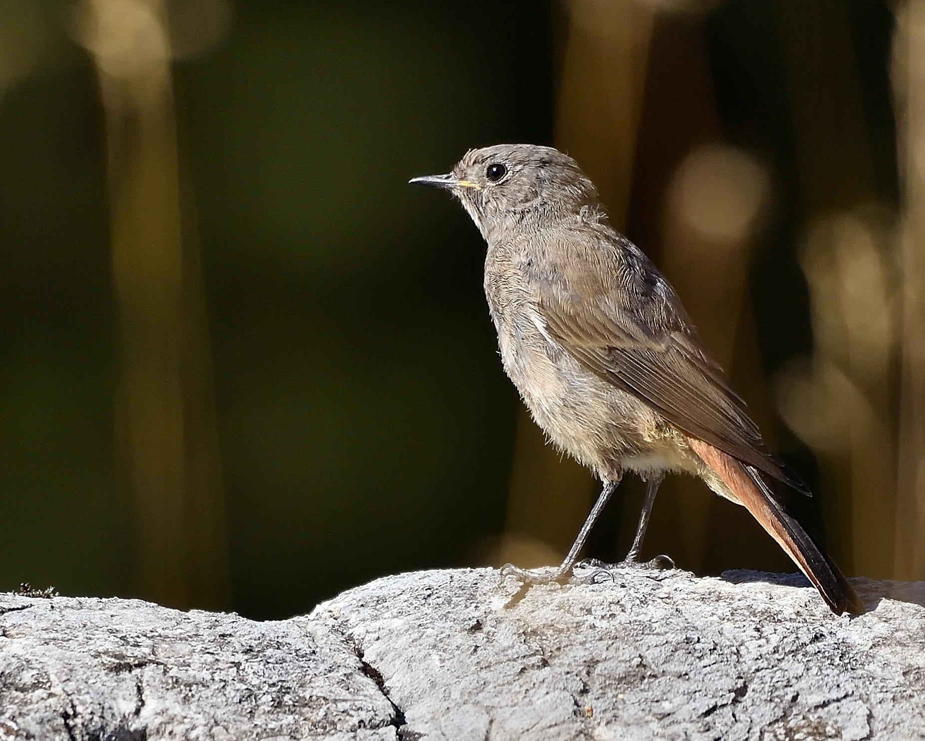 Redstart female