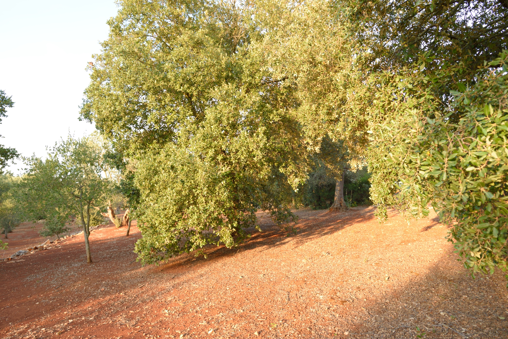 An immersion in nature