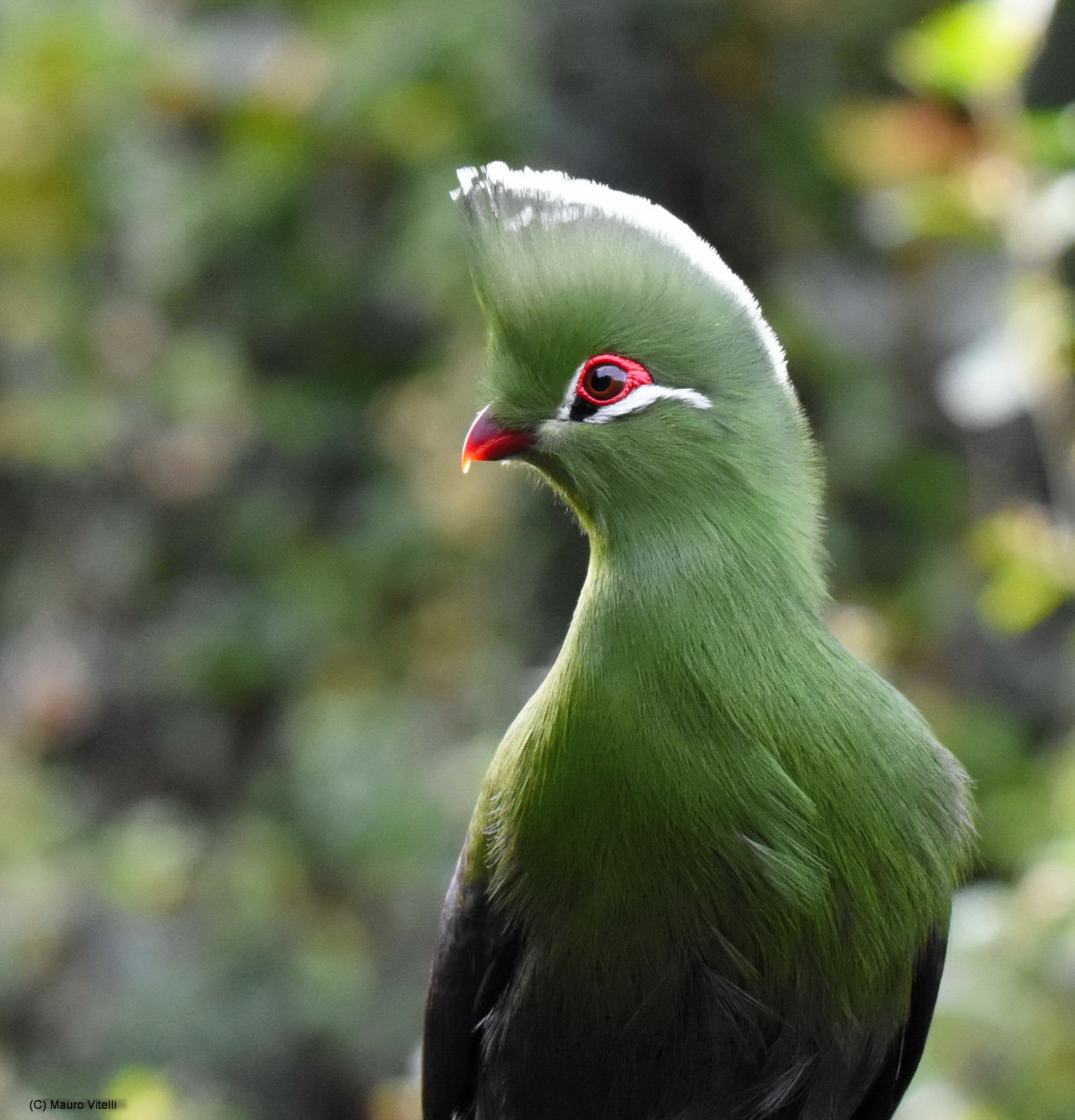 Knysna Turaco (Tauraco corythaix)