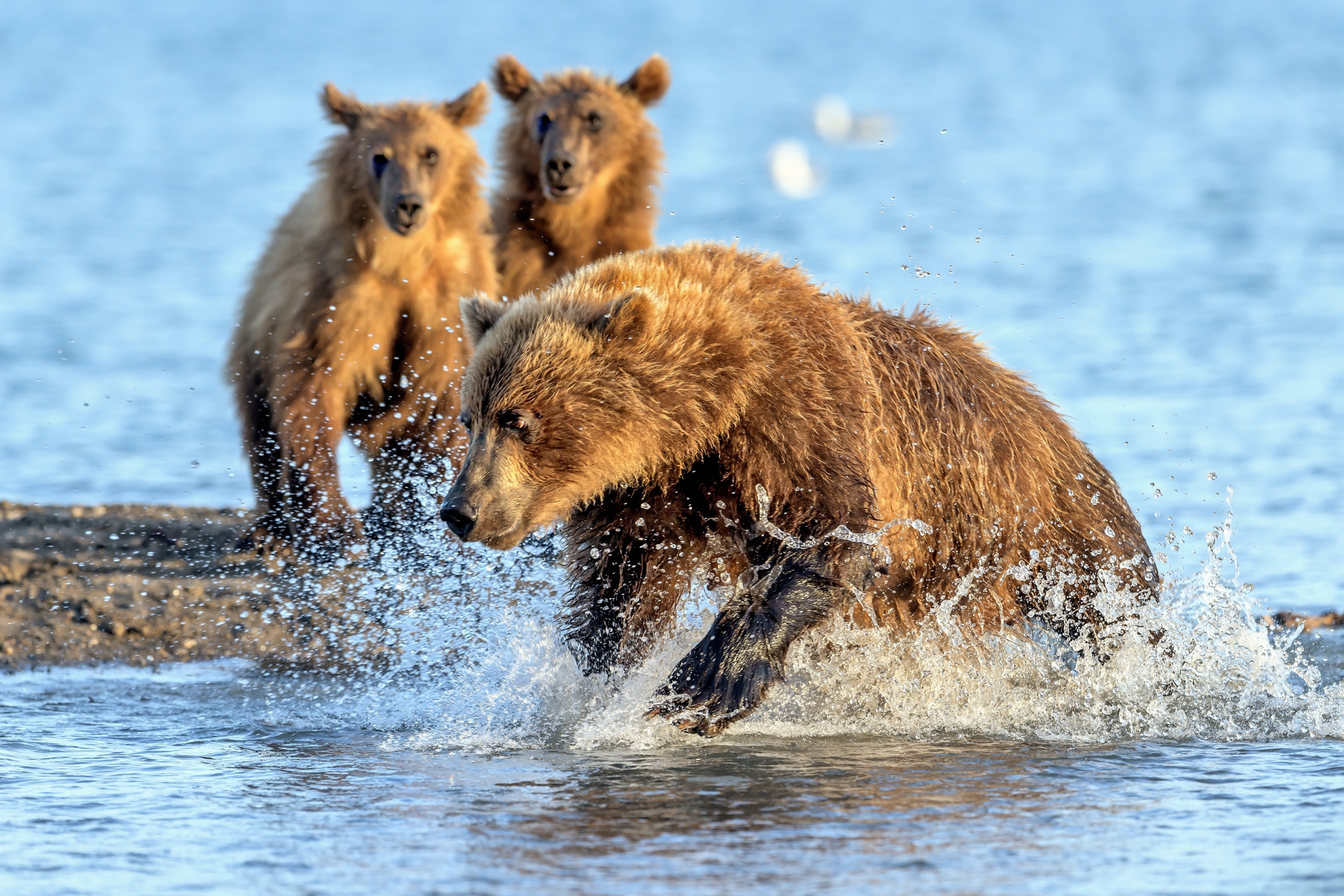 Kamchatka 2016 - Vi prendo la merenda
