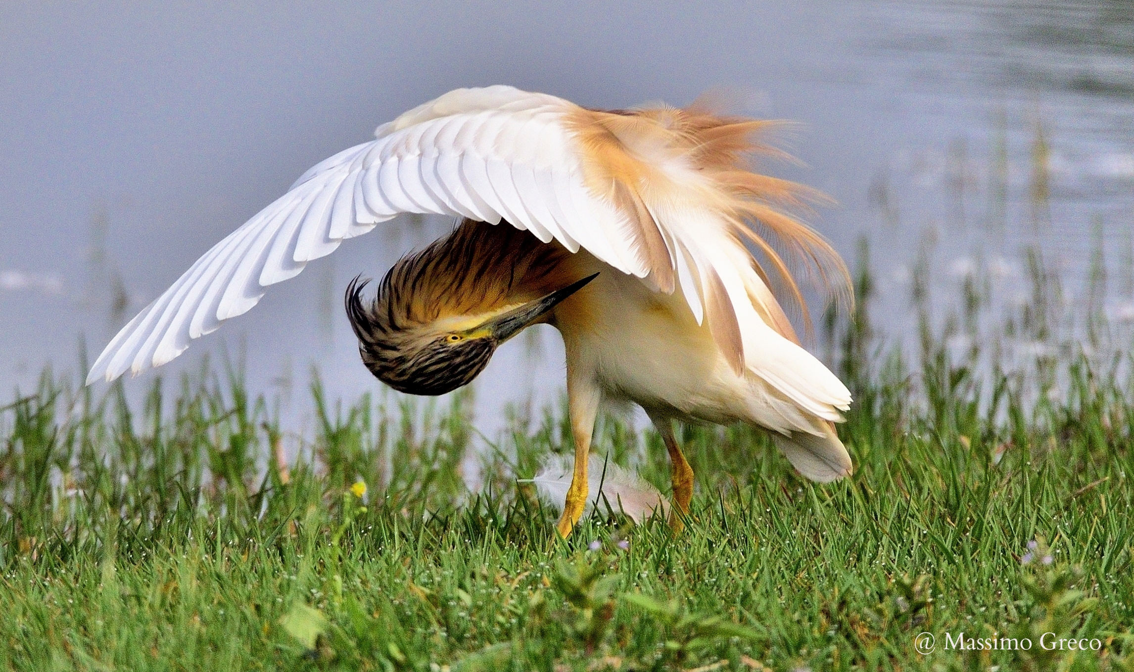 Sgarza ciuffetto - Toilette mattutina