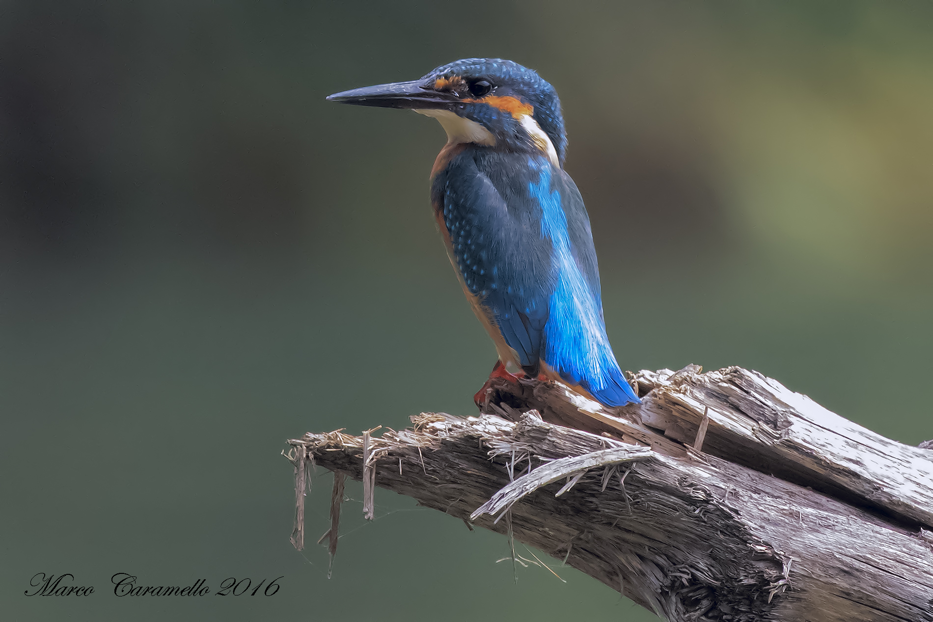 Kingfisher