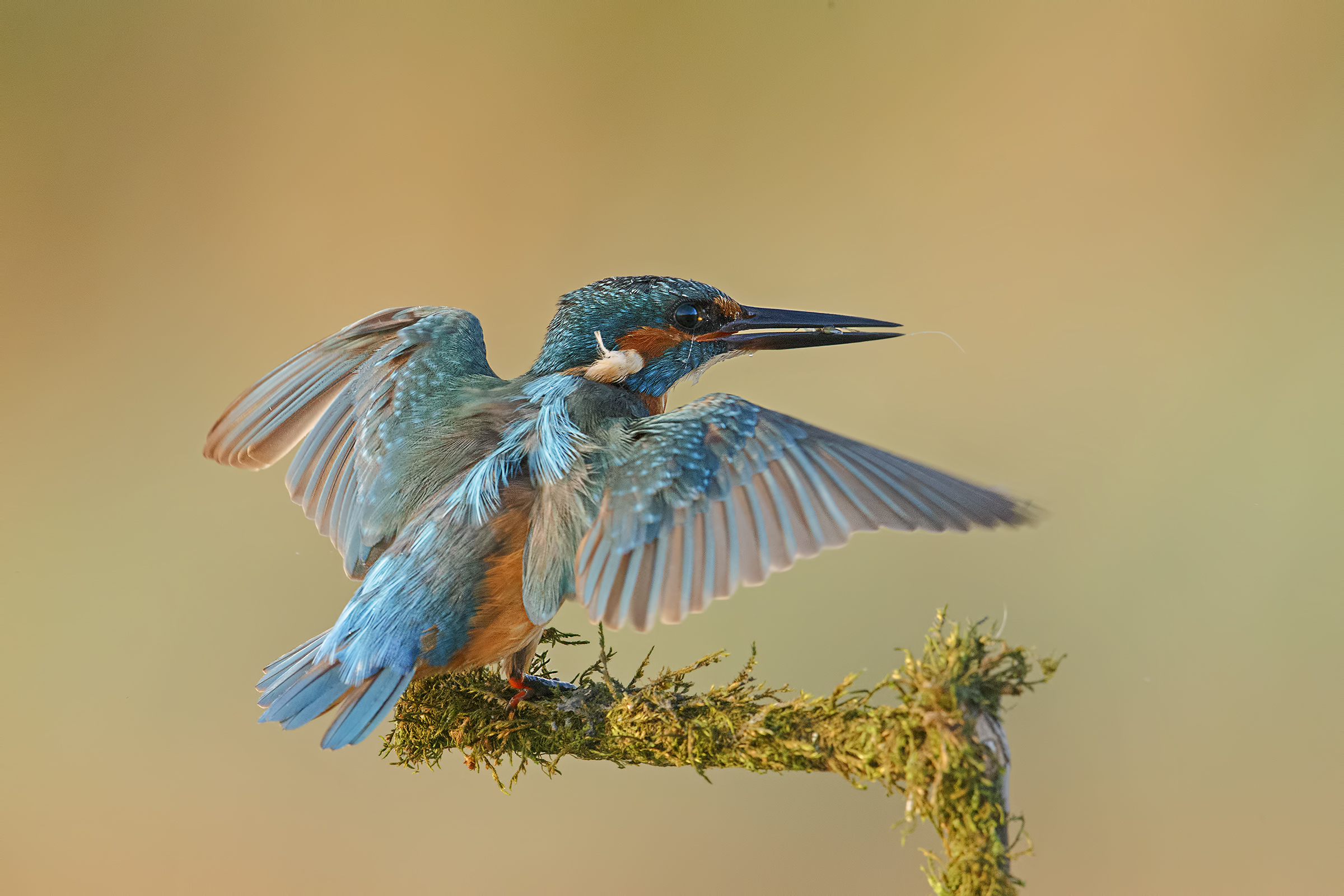 il Martino...è sempre il Martino!