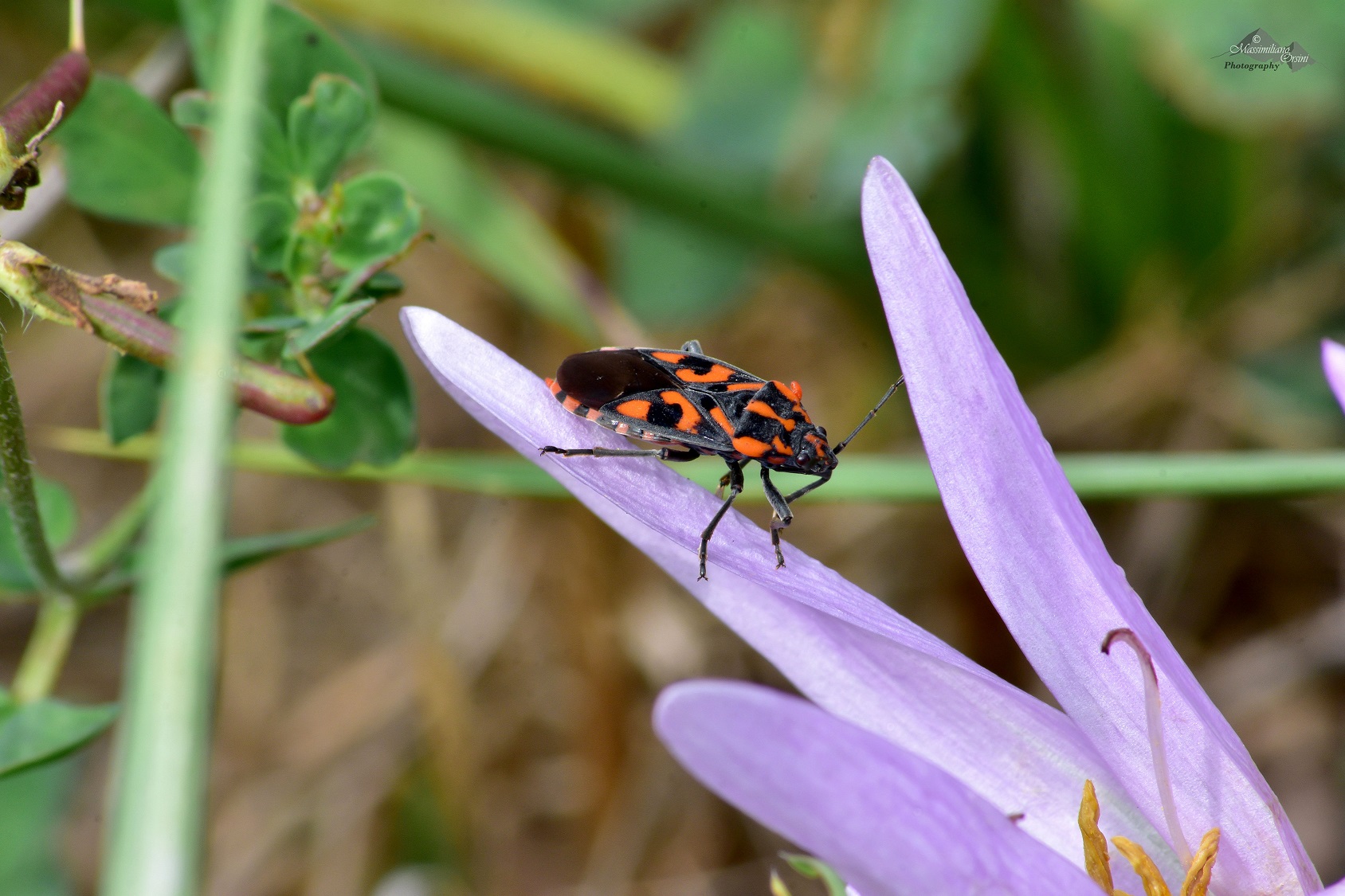 pyrrhocoris apterus