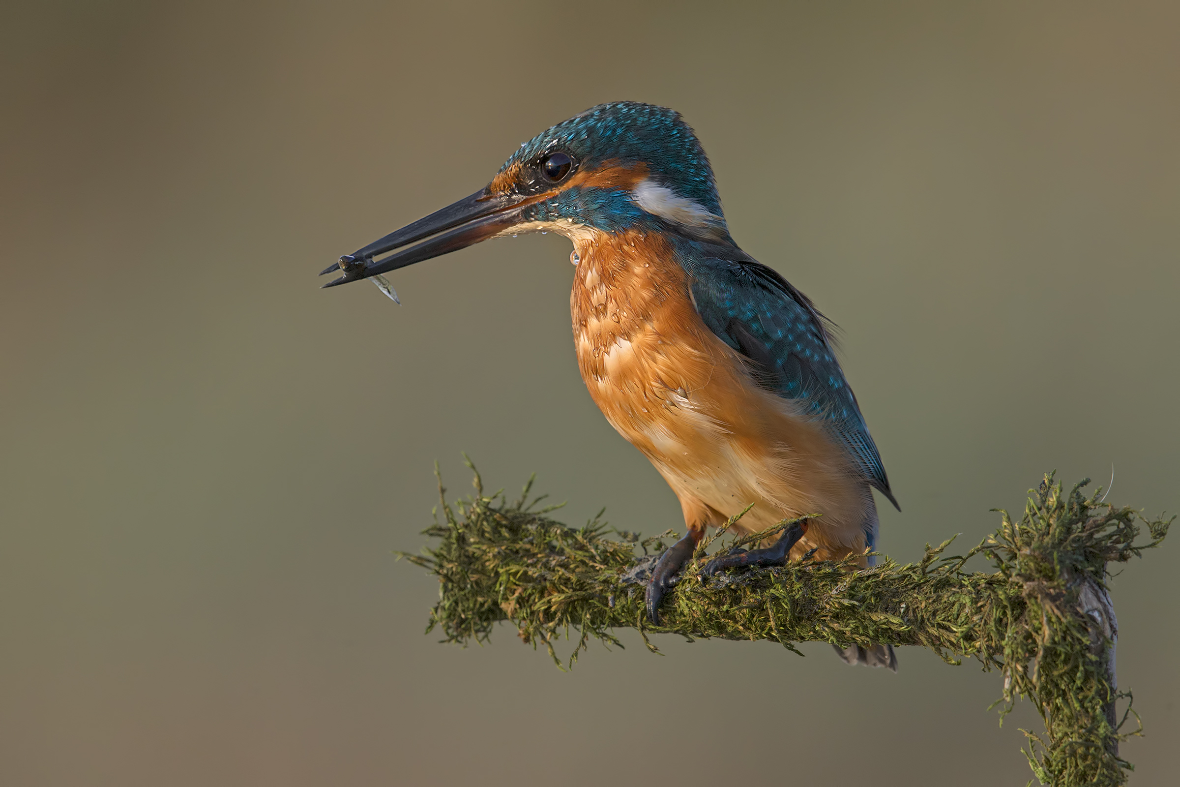 The Martino ... is always the Martin!