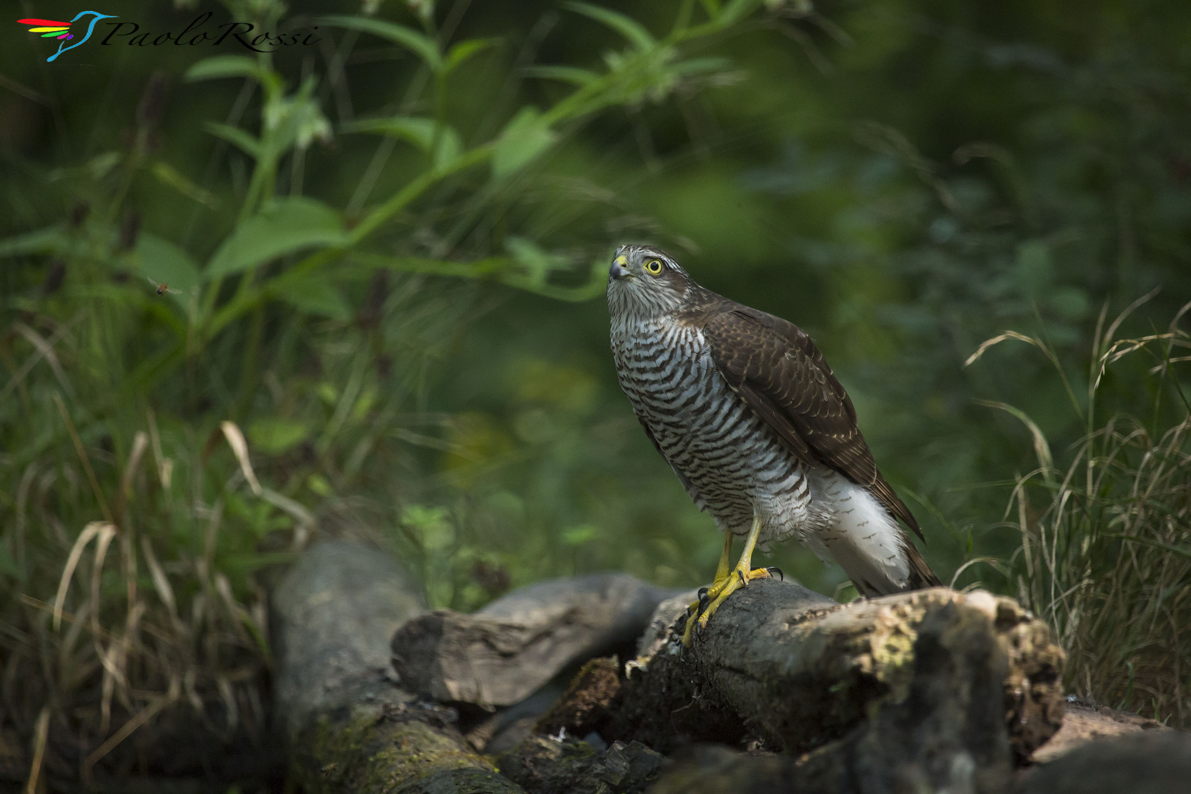 Lo sparviero in attesa