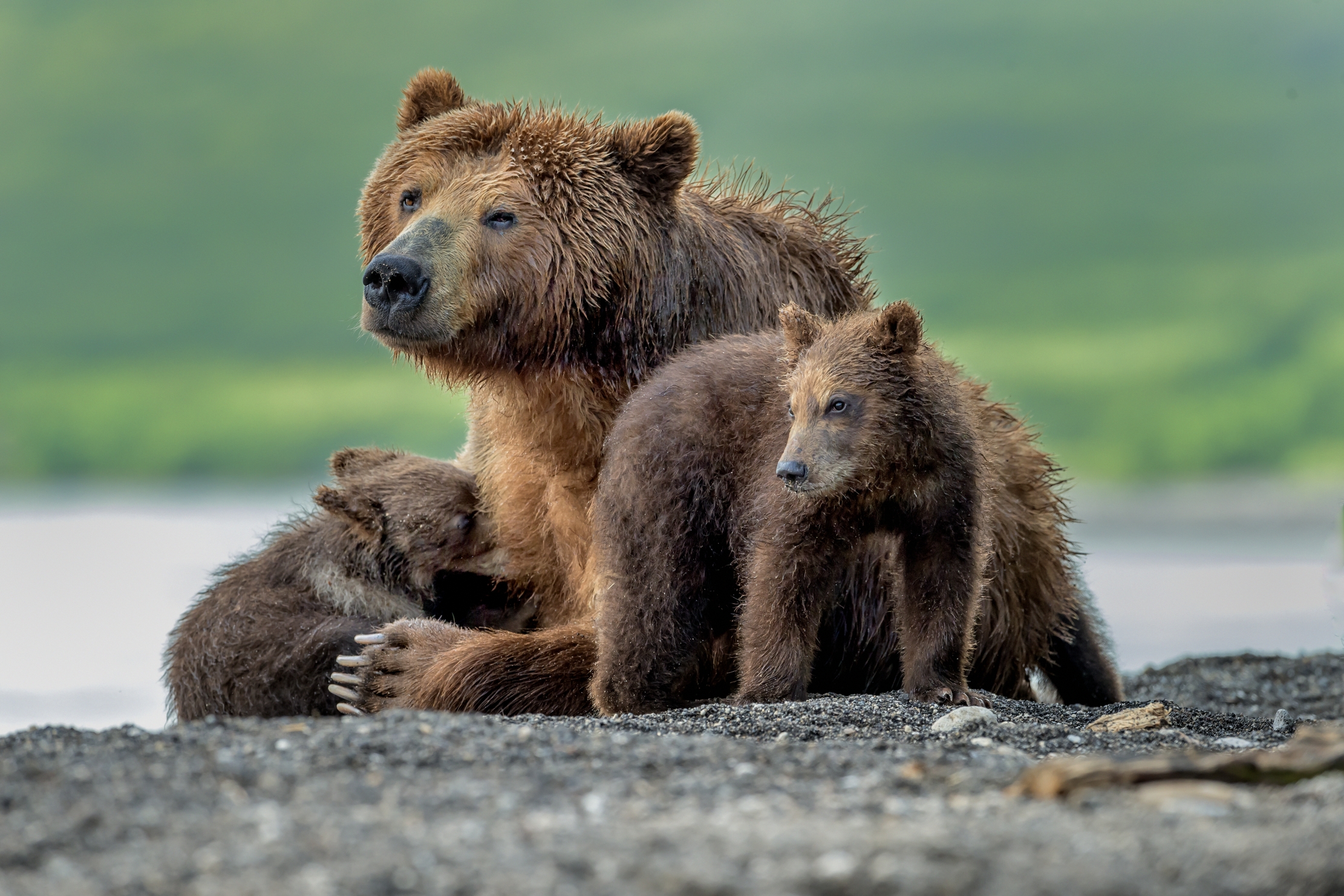 Kamchatka 2016 - Ancora allattando