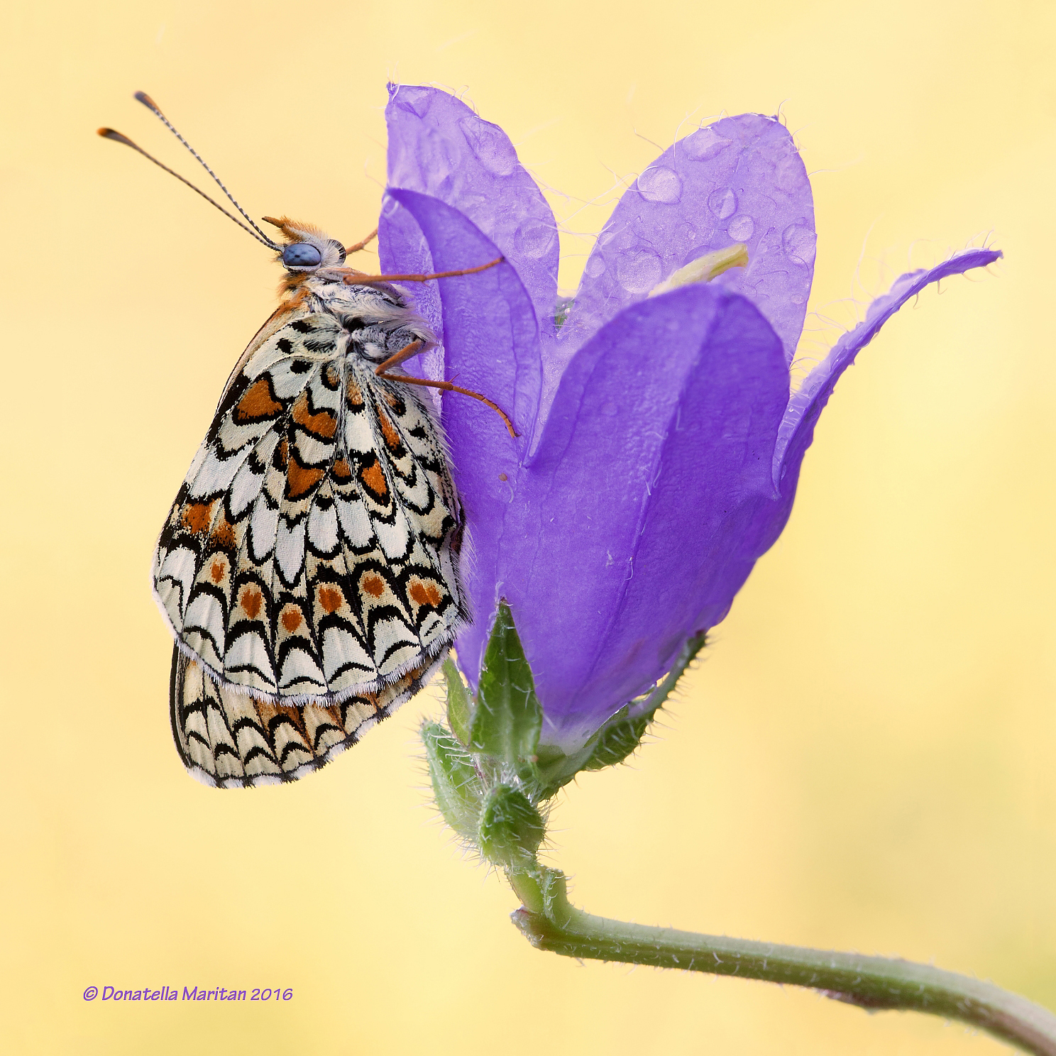Melitaea