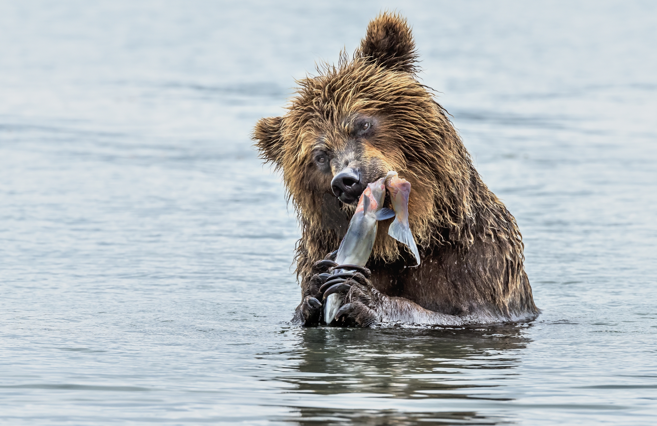 Kamchatka 2016 - Spuntino